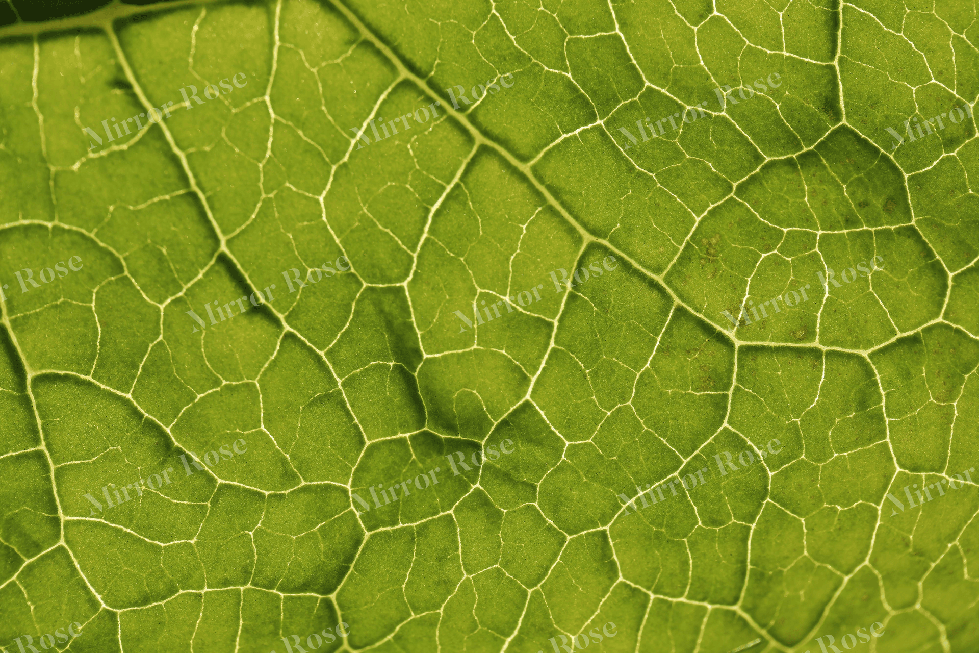 lush nordic leaf textures