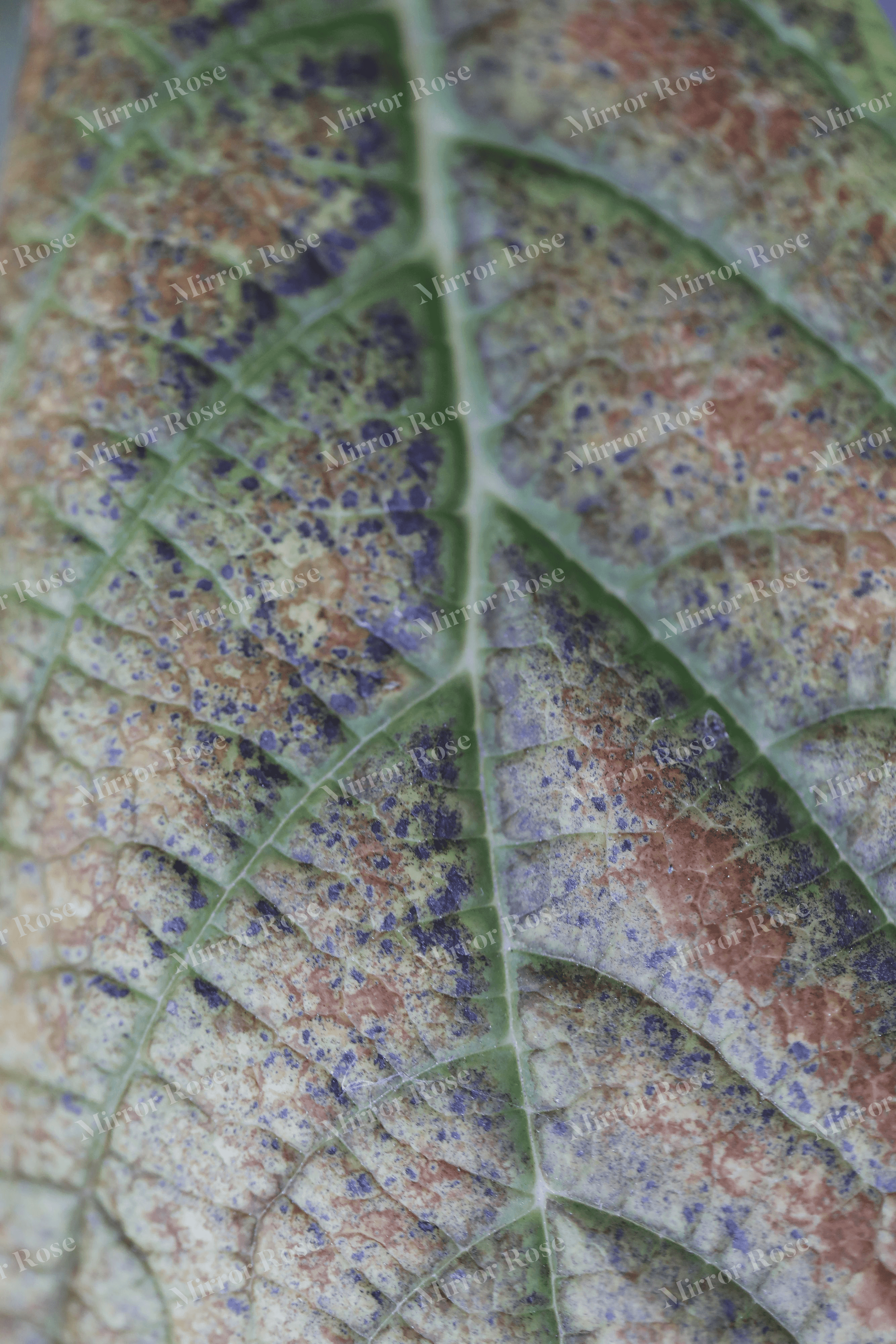 intricate nordic leaf pattern