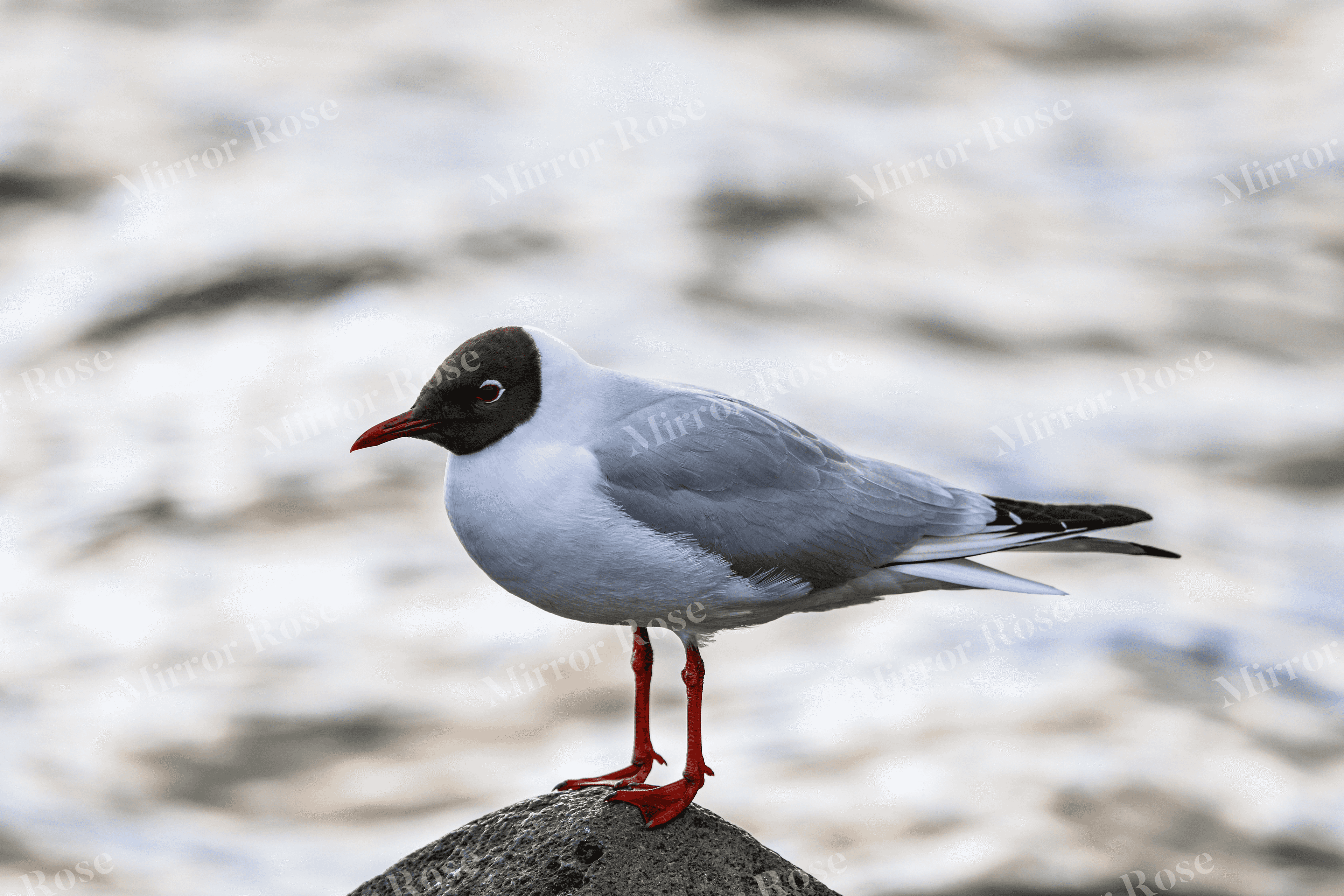 seagull perched by the water in a nordic setting