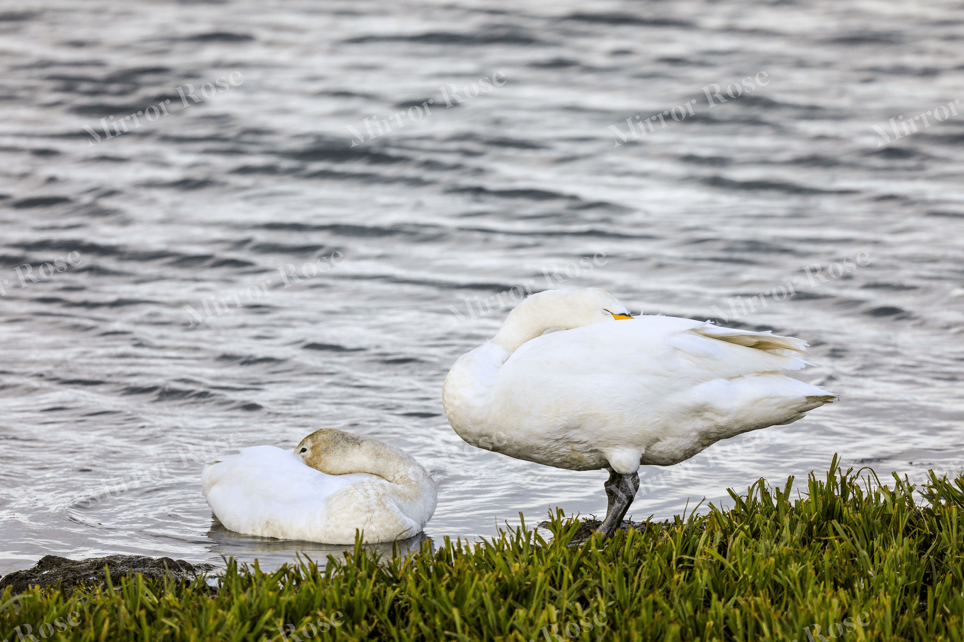 graceful nordic swans resting by the water's edge