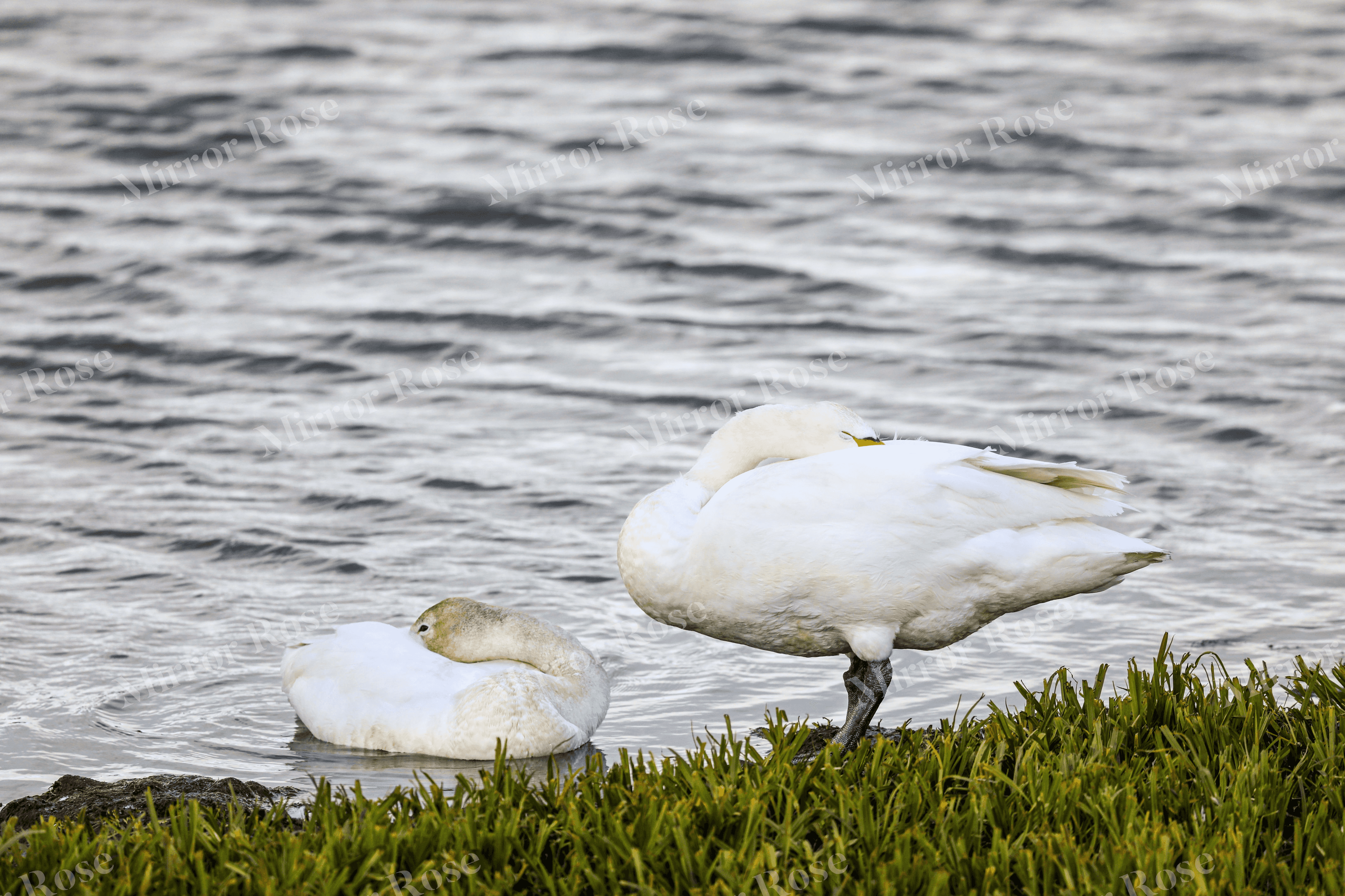 graceful nordic swans resting by the water's edge