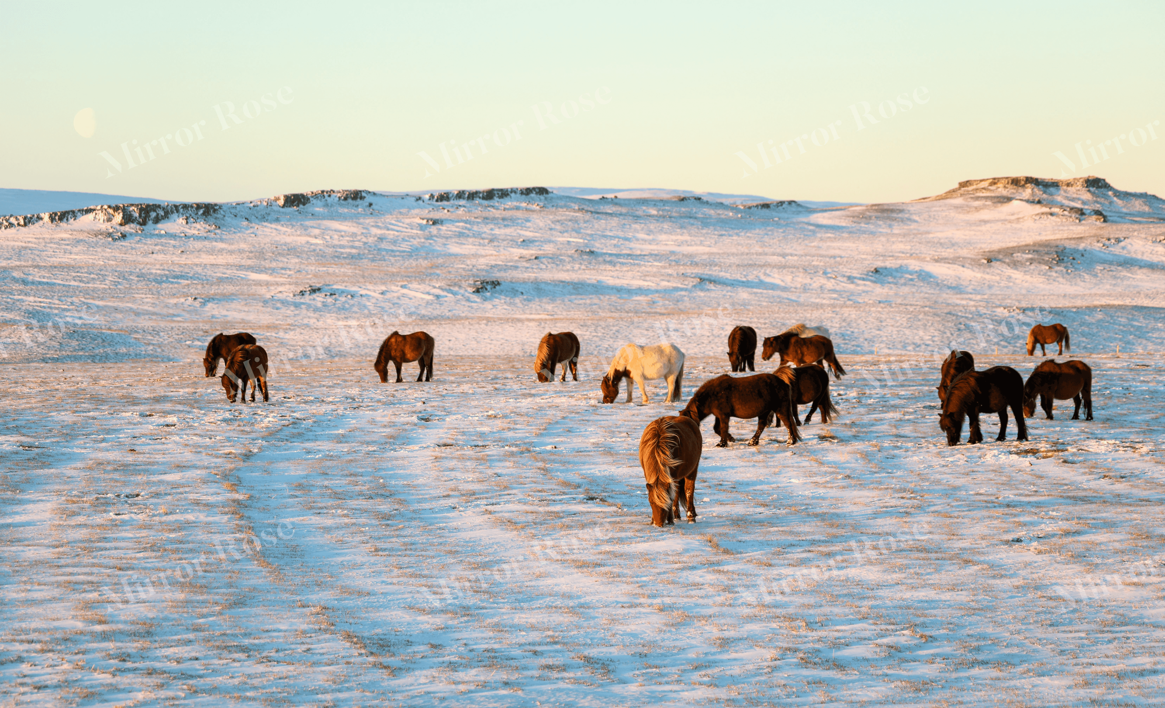 majestic nordic horses in icelandic winter landscape