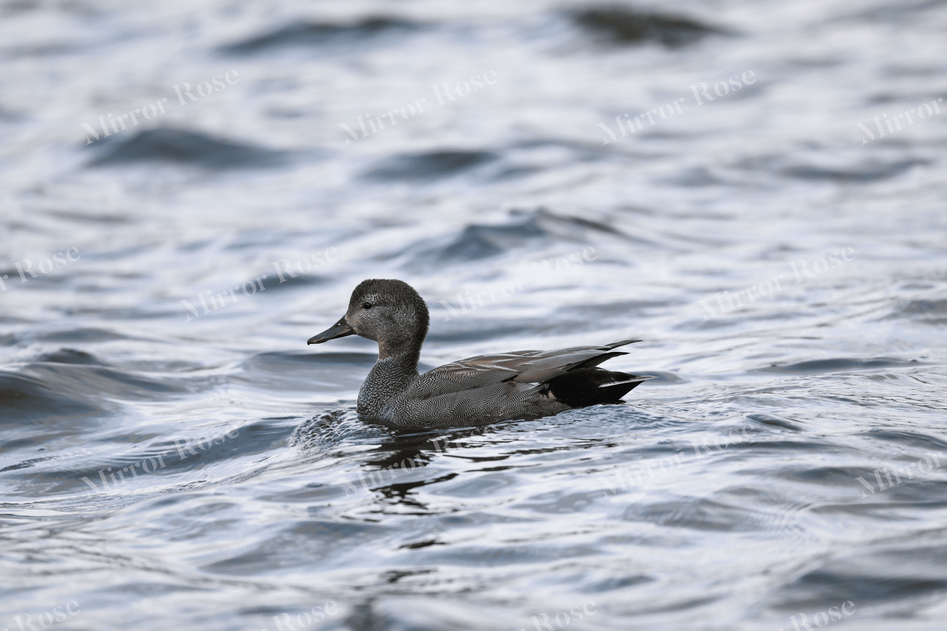 tranquil nordic waters: an icelandic duck in motion
