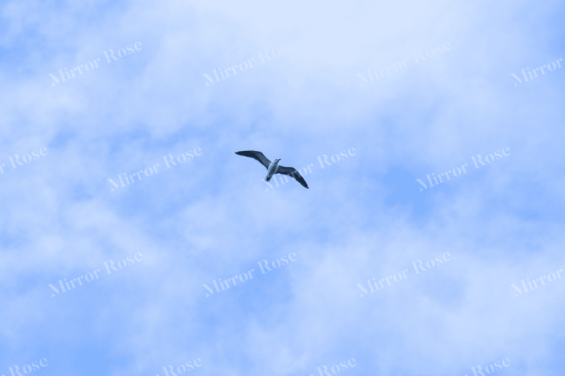 majestic nordic bird in flight