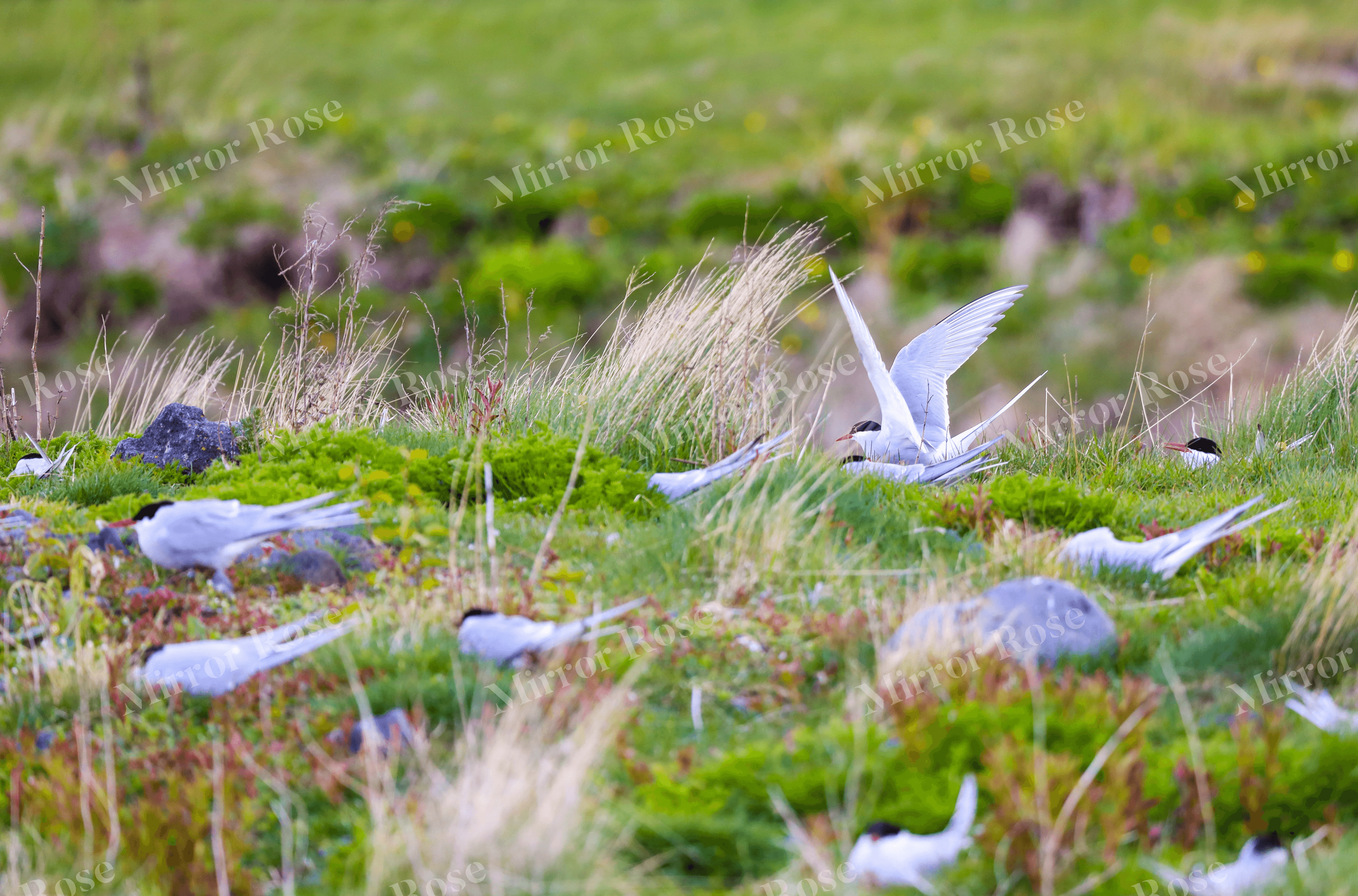 icelandic terns in a nordic landscape
