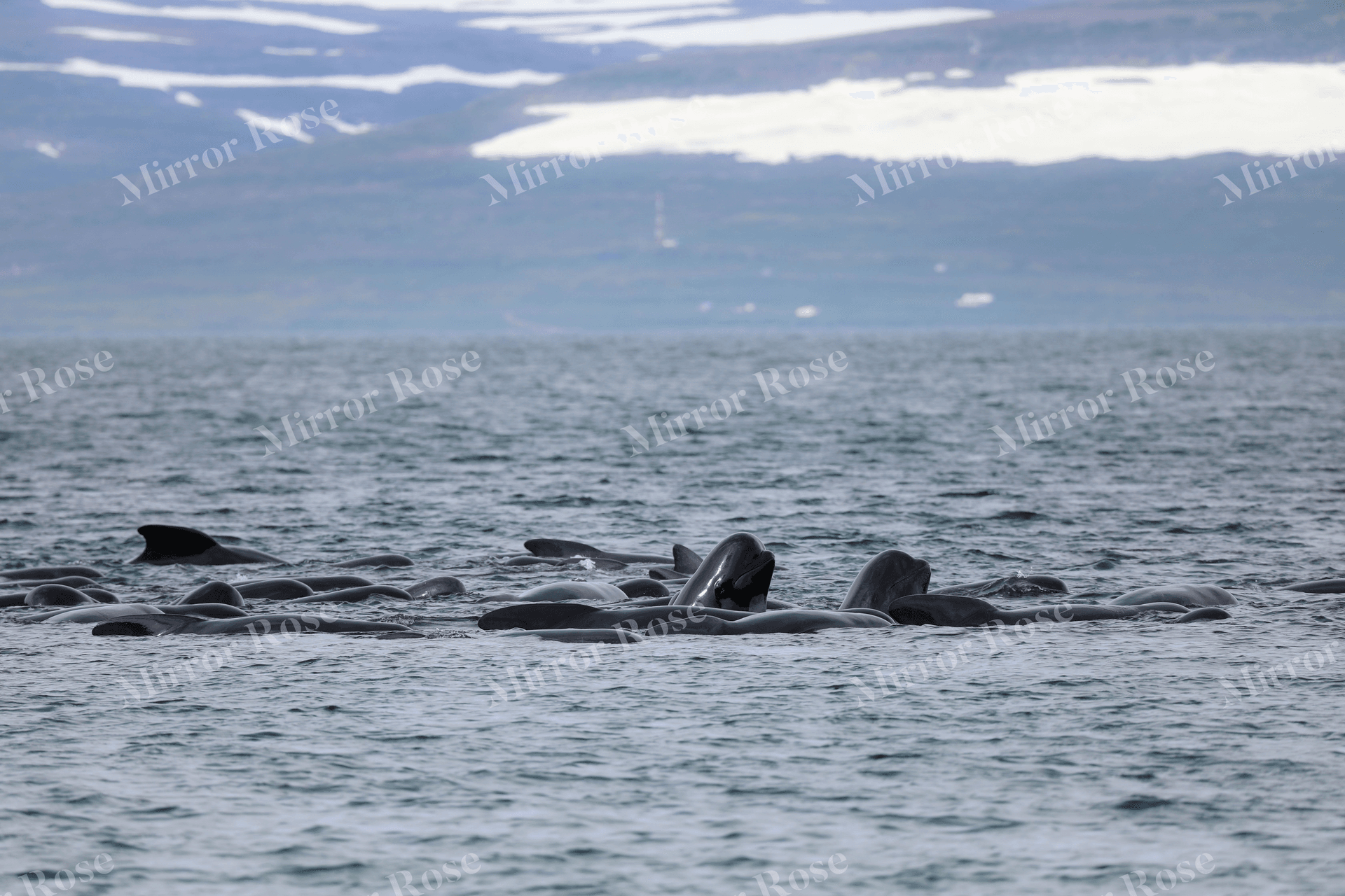 majestic nordic whales in tranquil waters