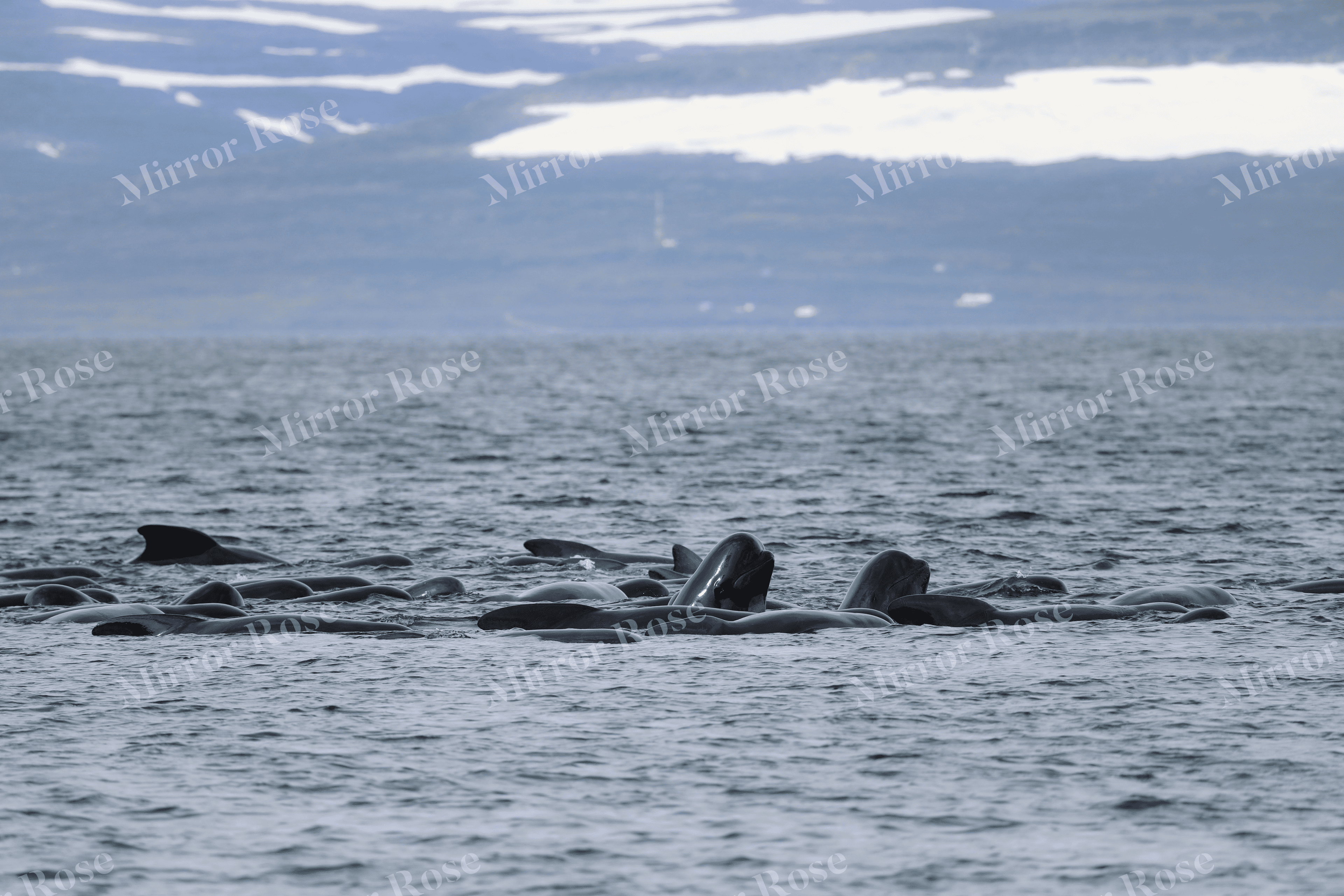 majestic nordic whales in tranquil waters