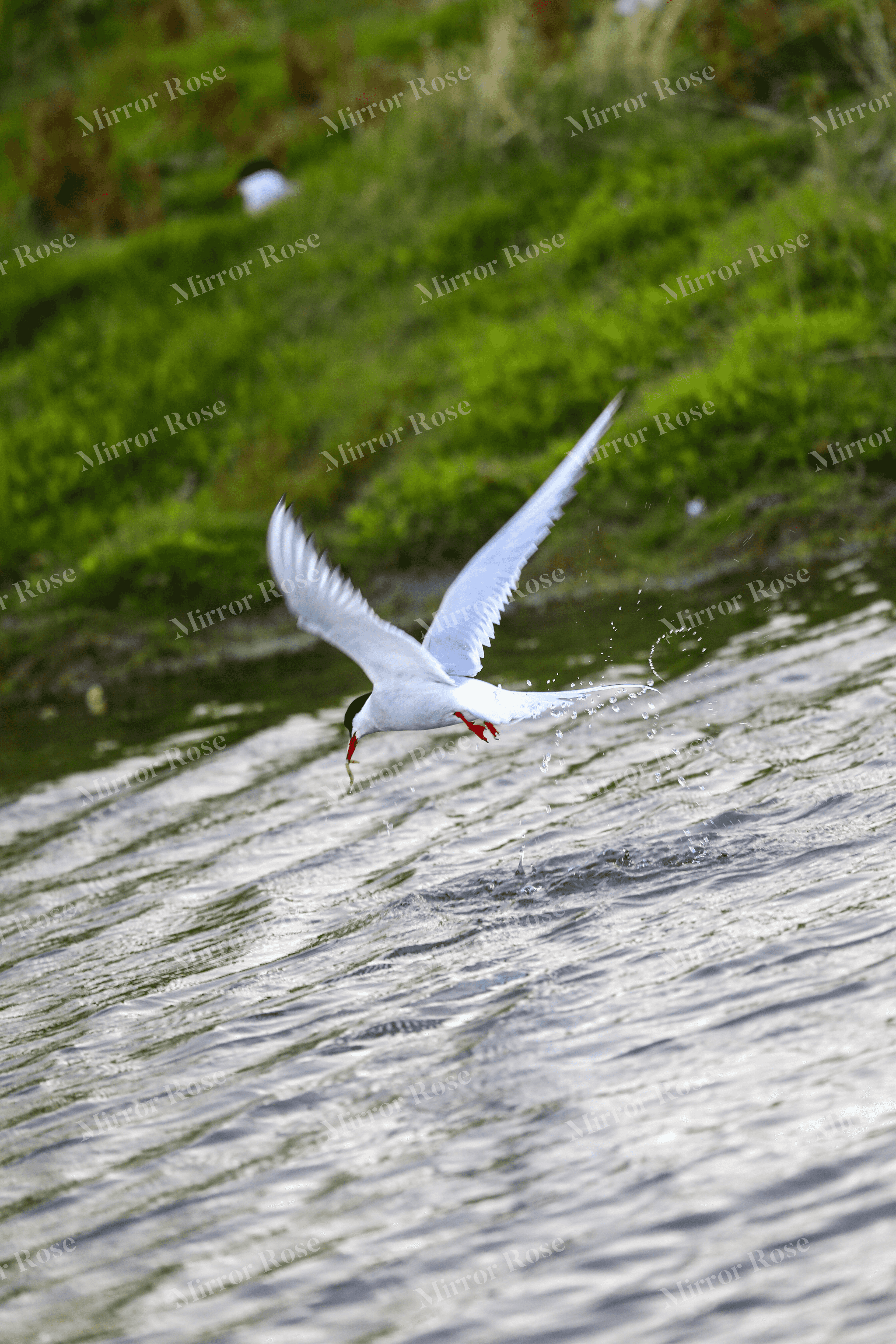 elegant nordic tern in flight