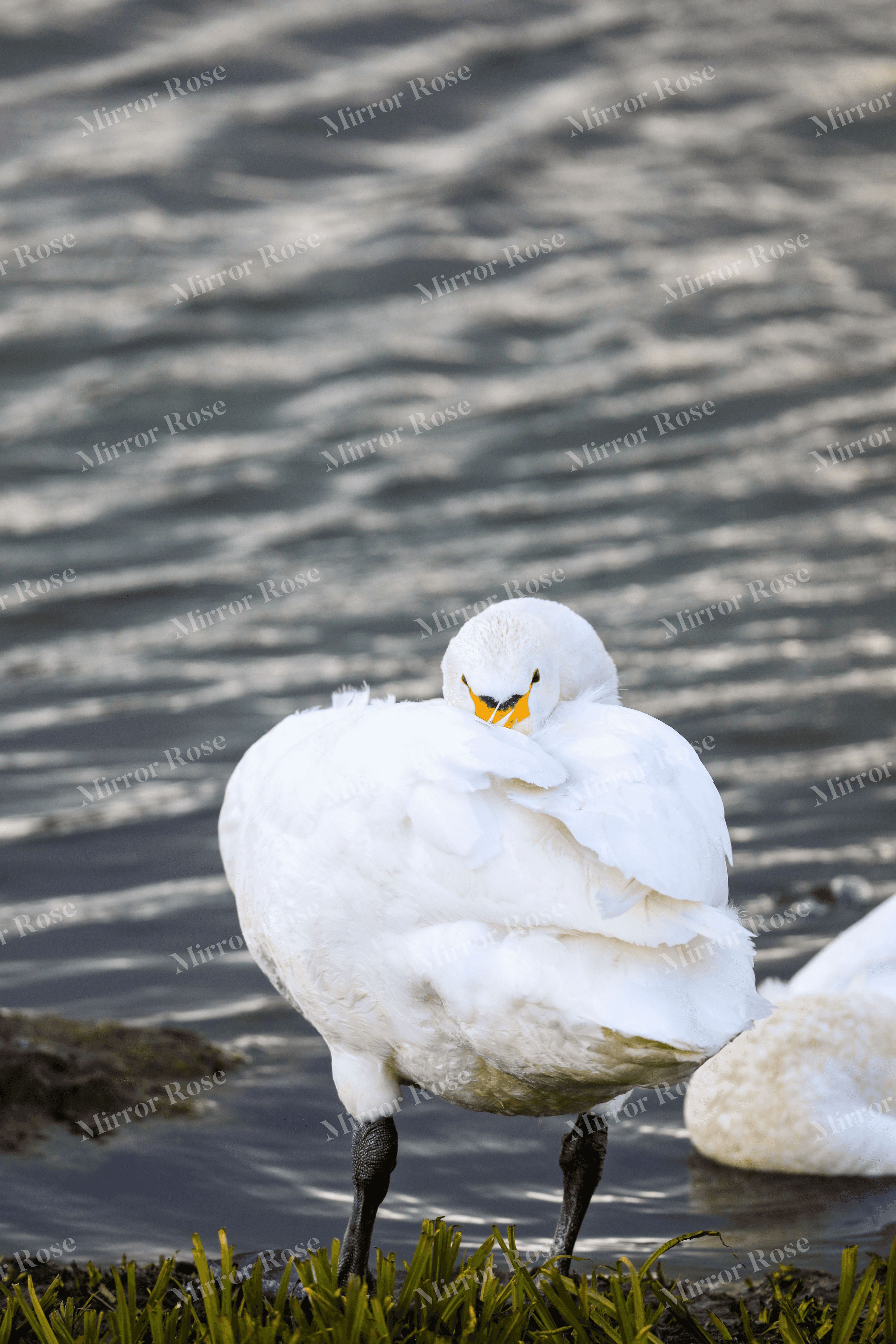 elegant nordic swans in tranquil waters