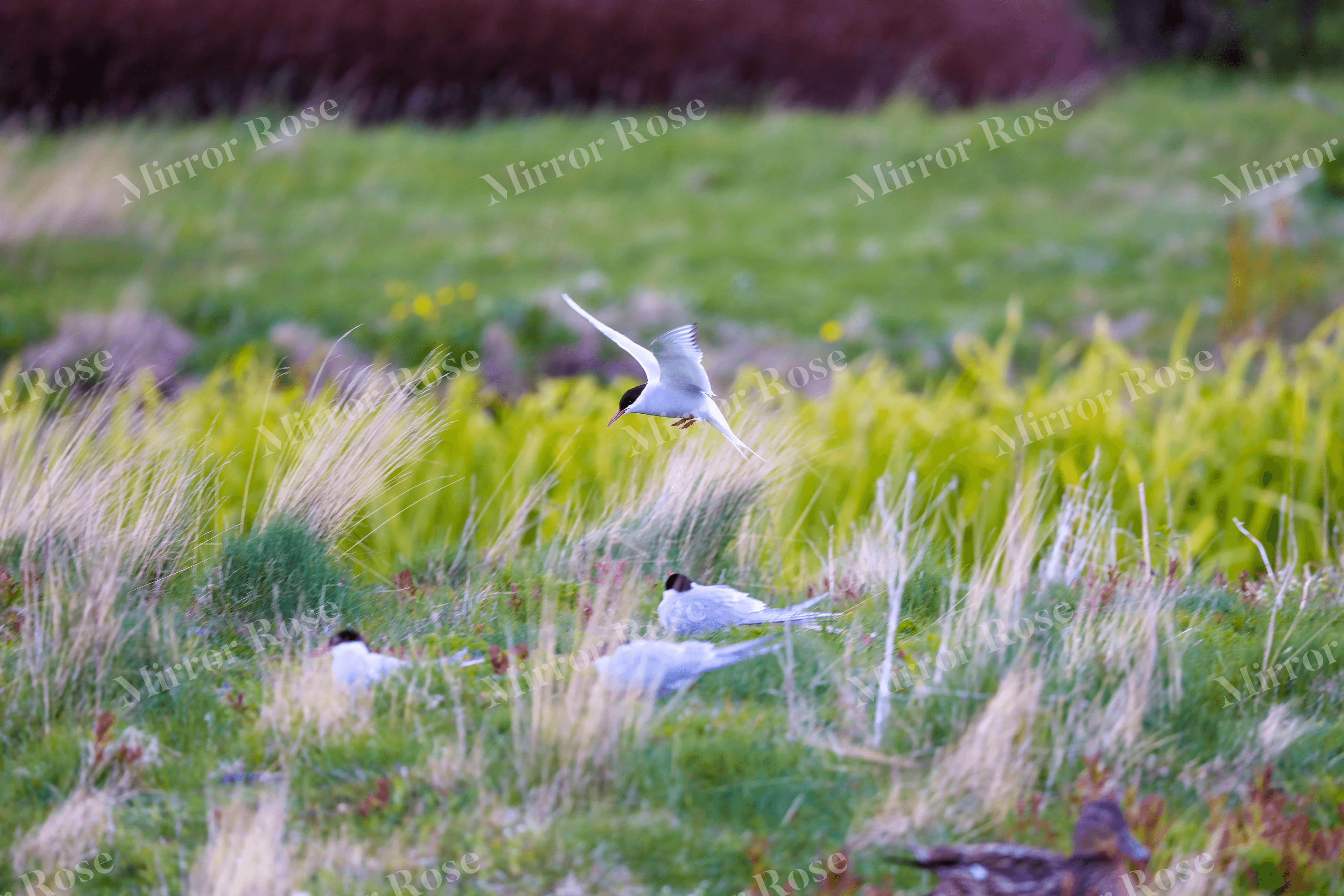 serene nordic landscape with icelandic terns in flight