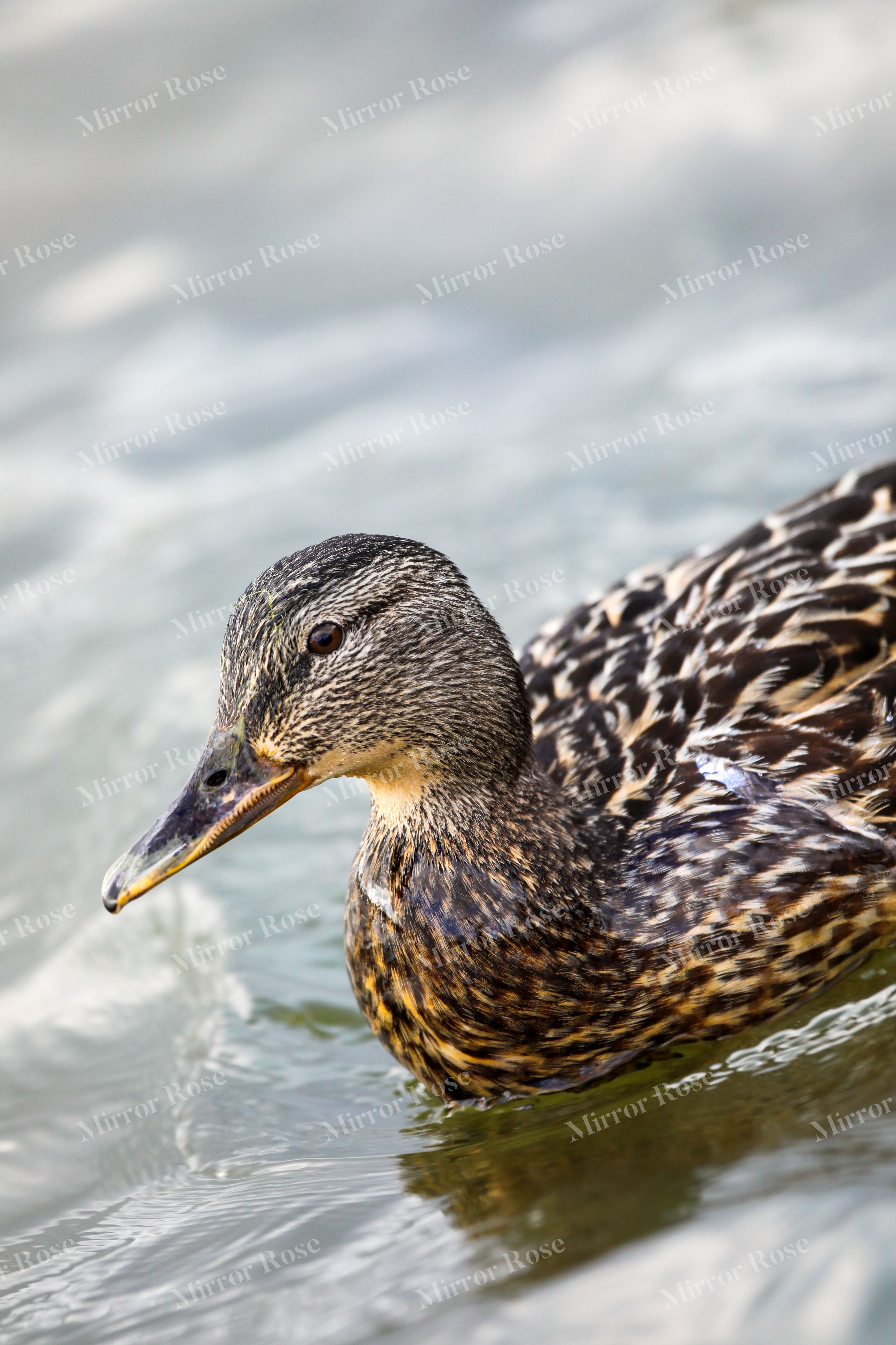 tranquil nordic waters: a close-up of an icelandic duck