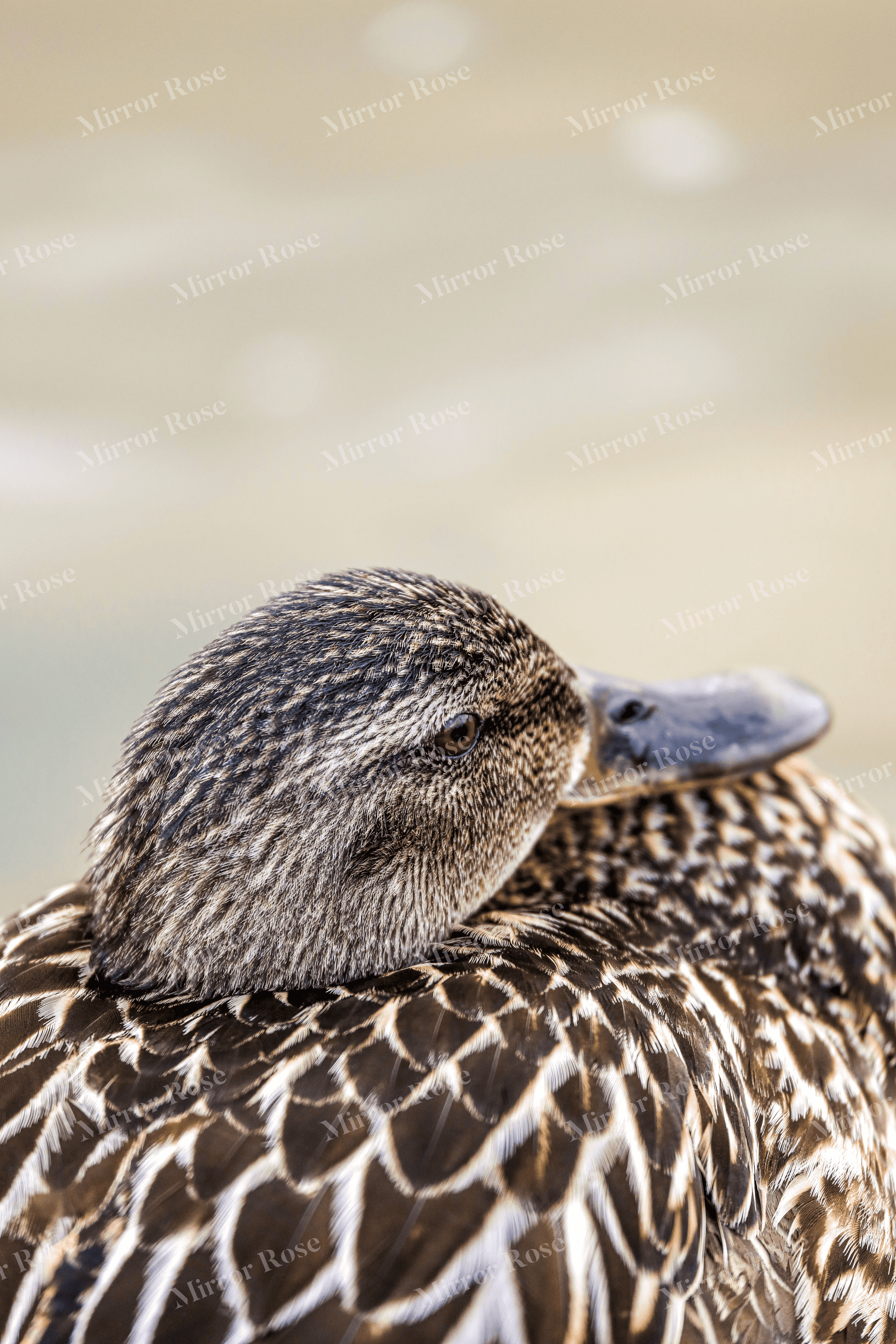serene nordic duck portrait