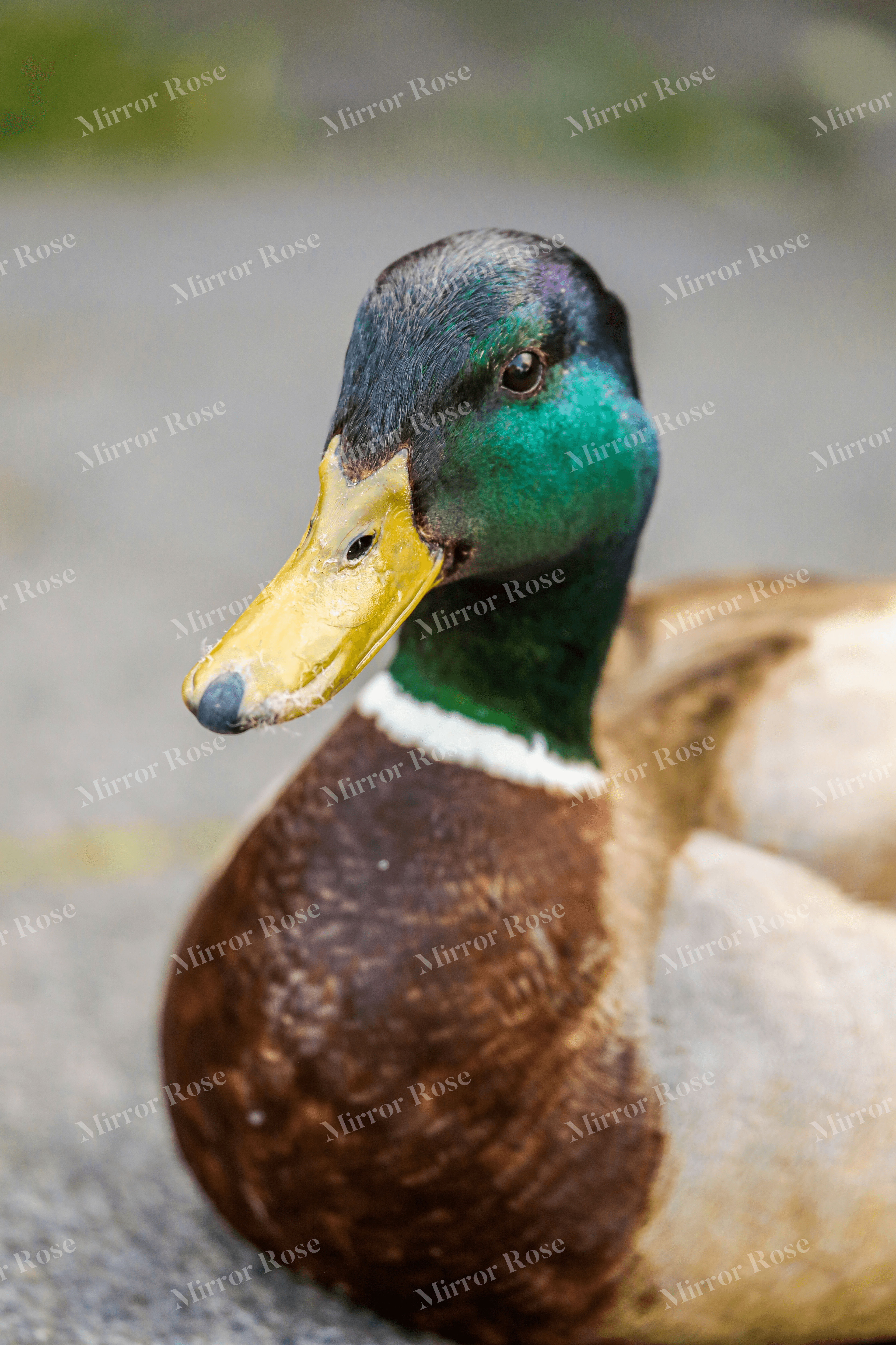 majestic nordic mallard duck portrait
