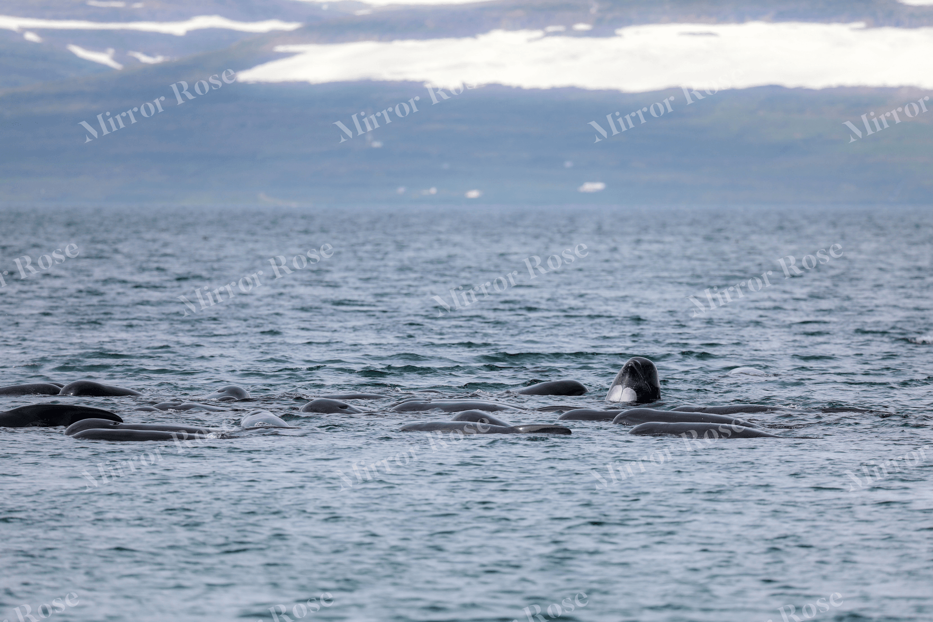 serene nordic waters: icelandic marine life