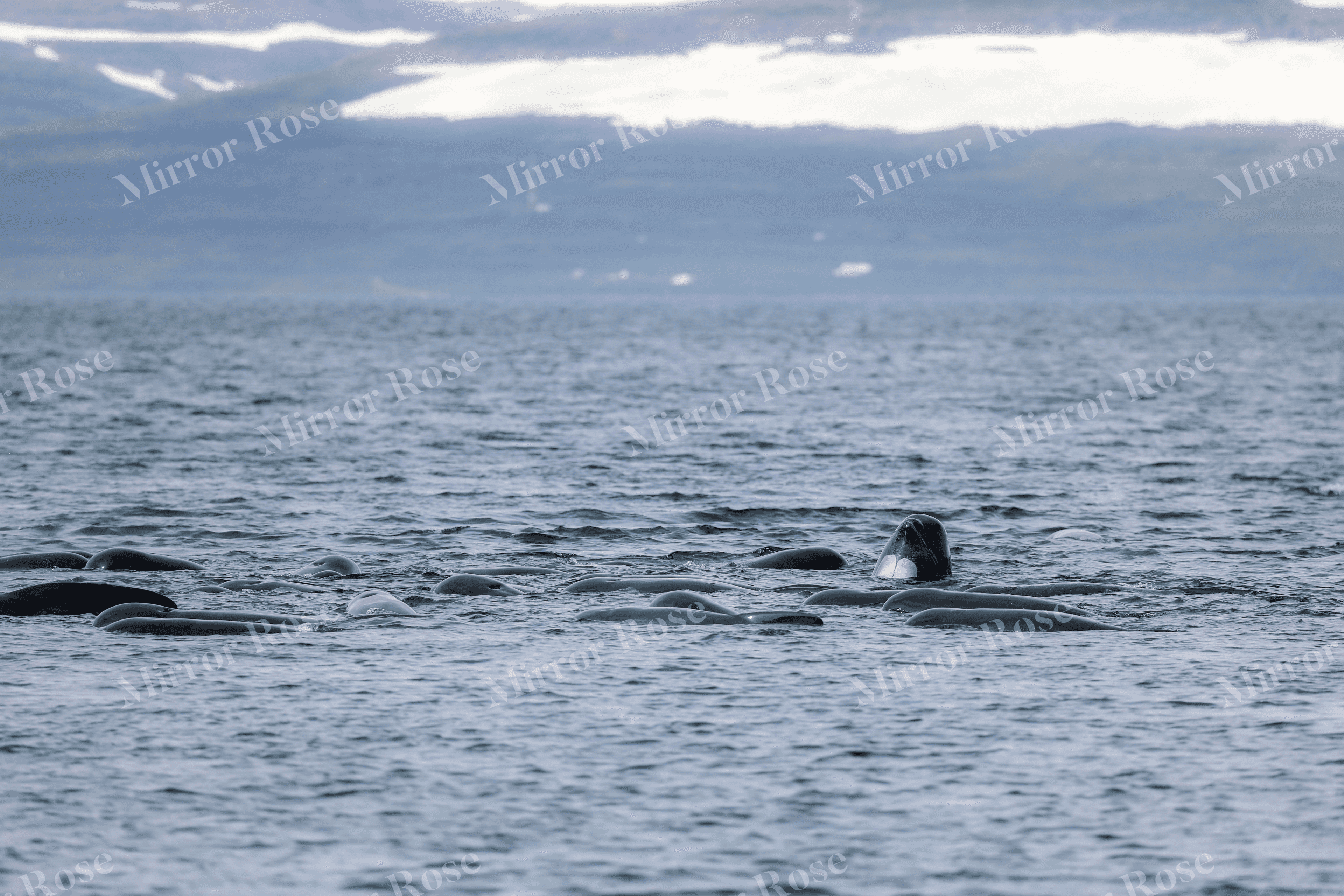 serene nordic waters: icelandic marine life