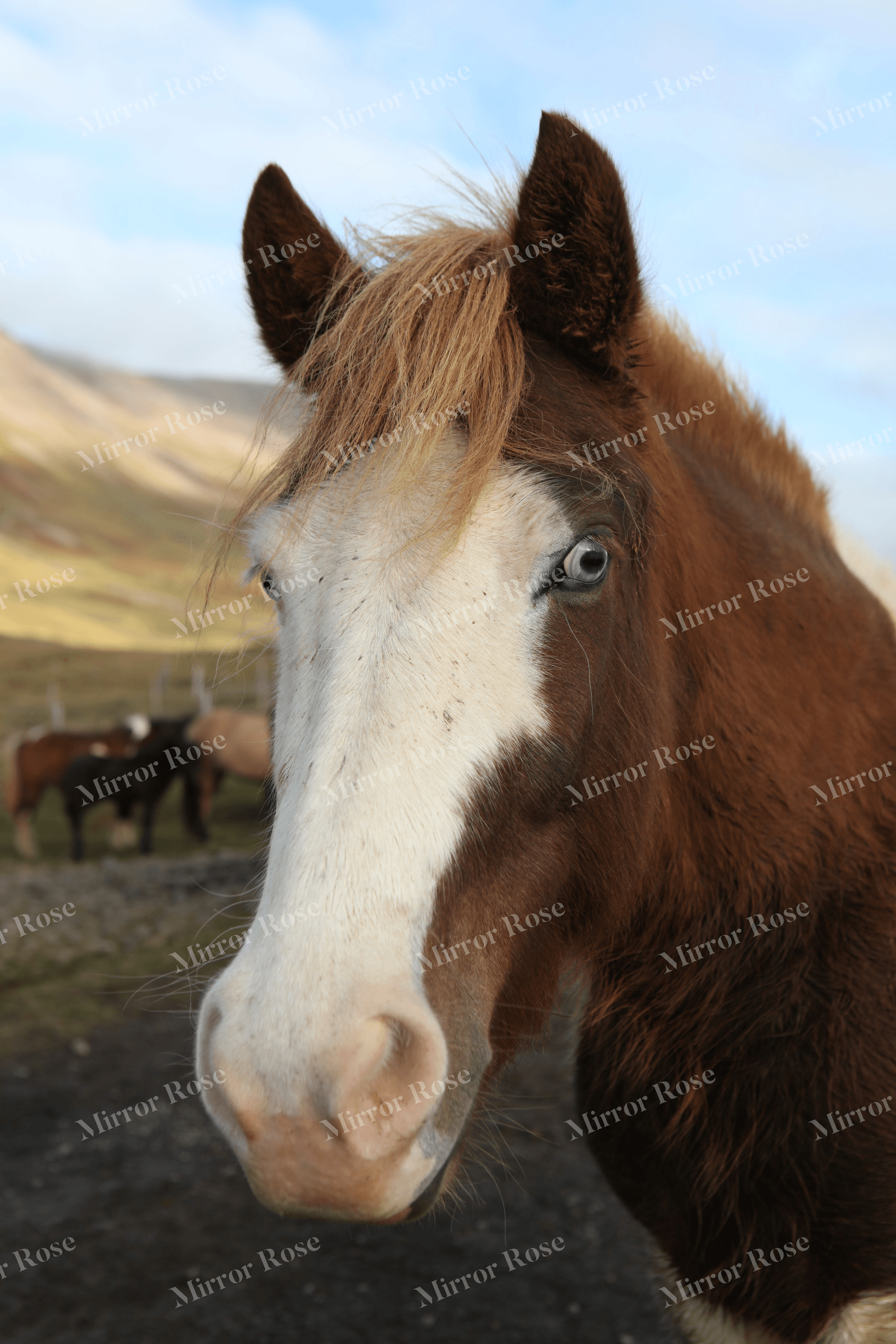 majestic nordic horse portrait