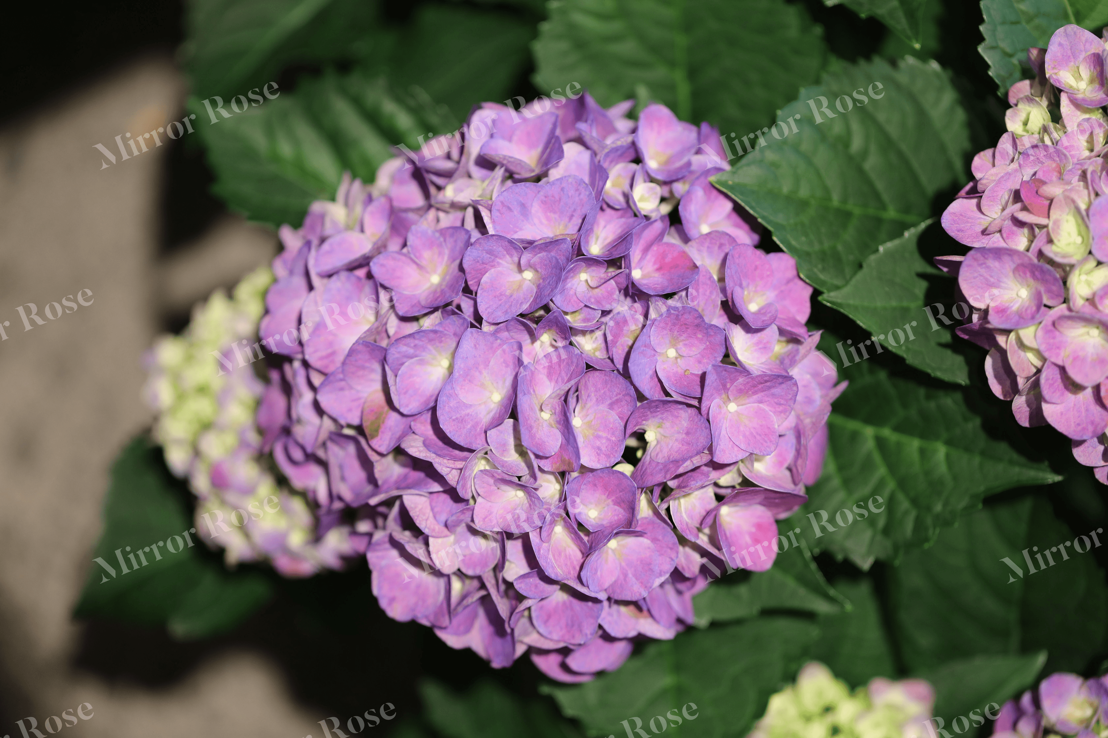 vibrant nordic hydrangeas blooms