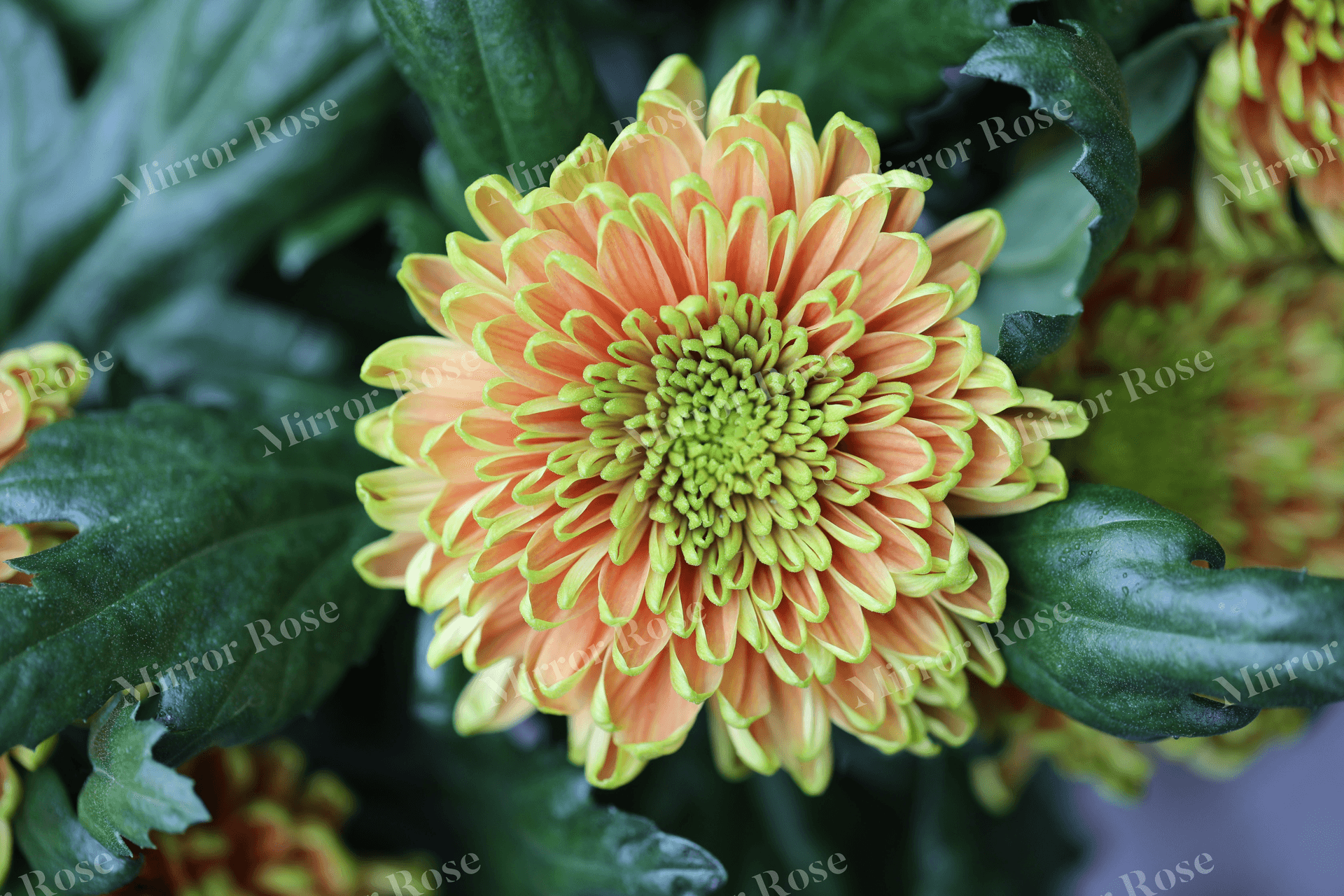 vibrant nordic floral beauty