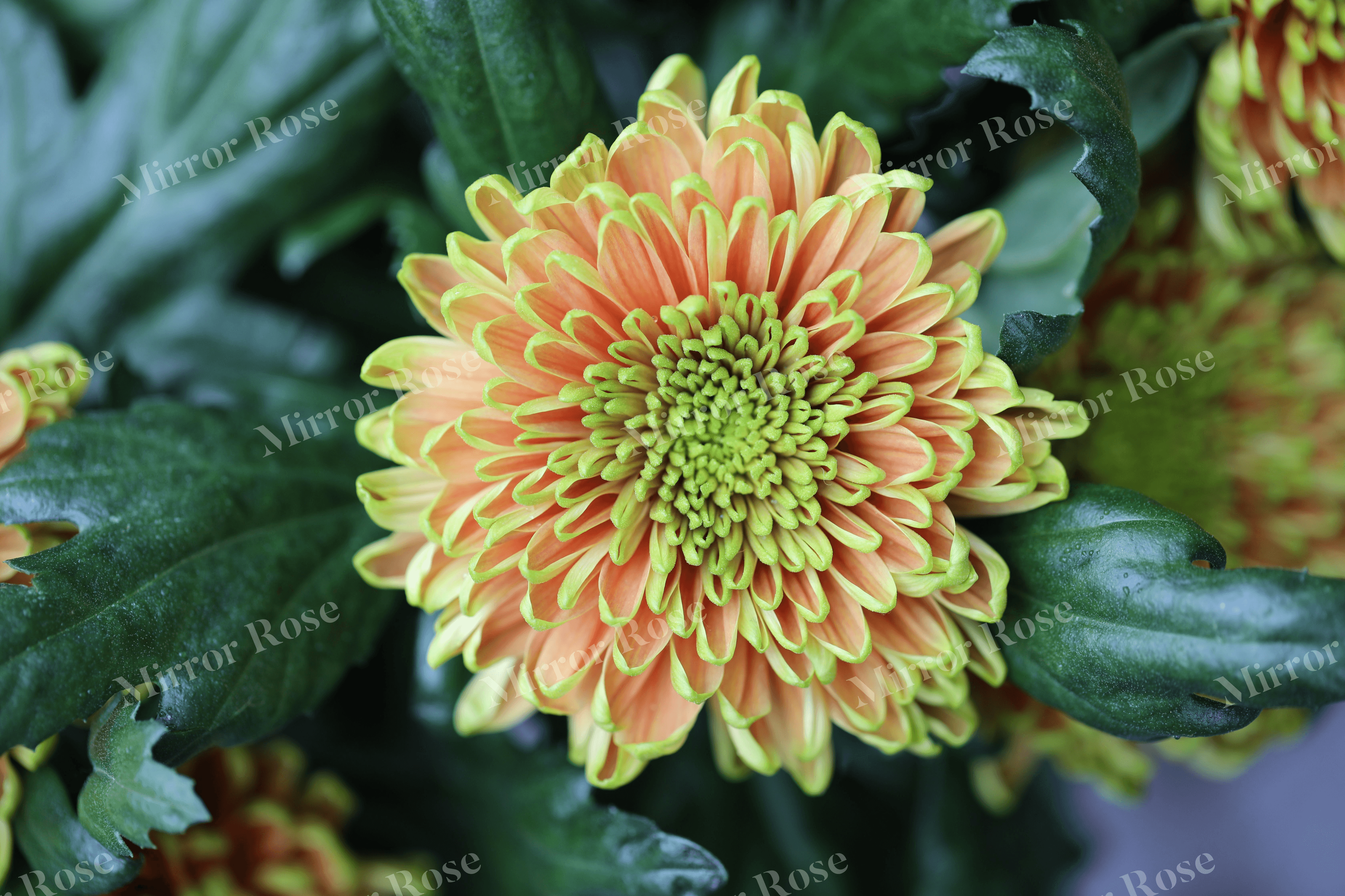 vibrant nordic floral beauty