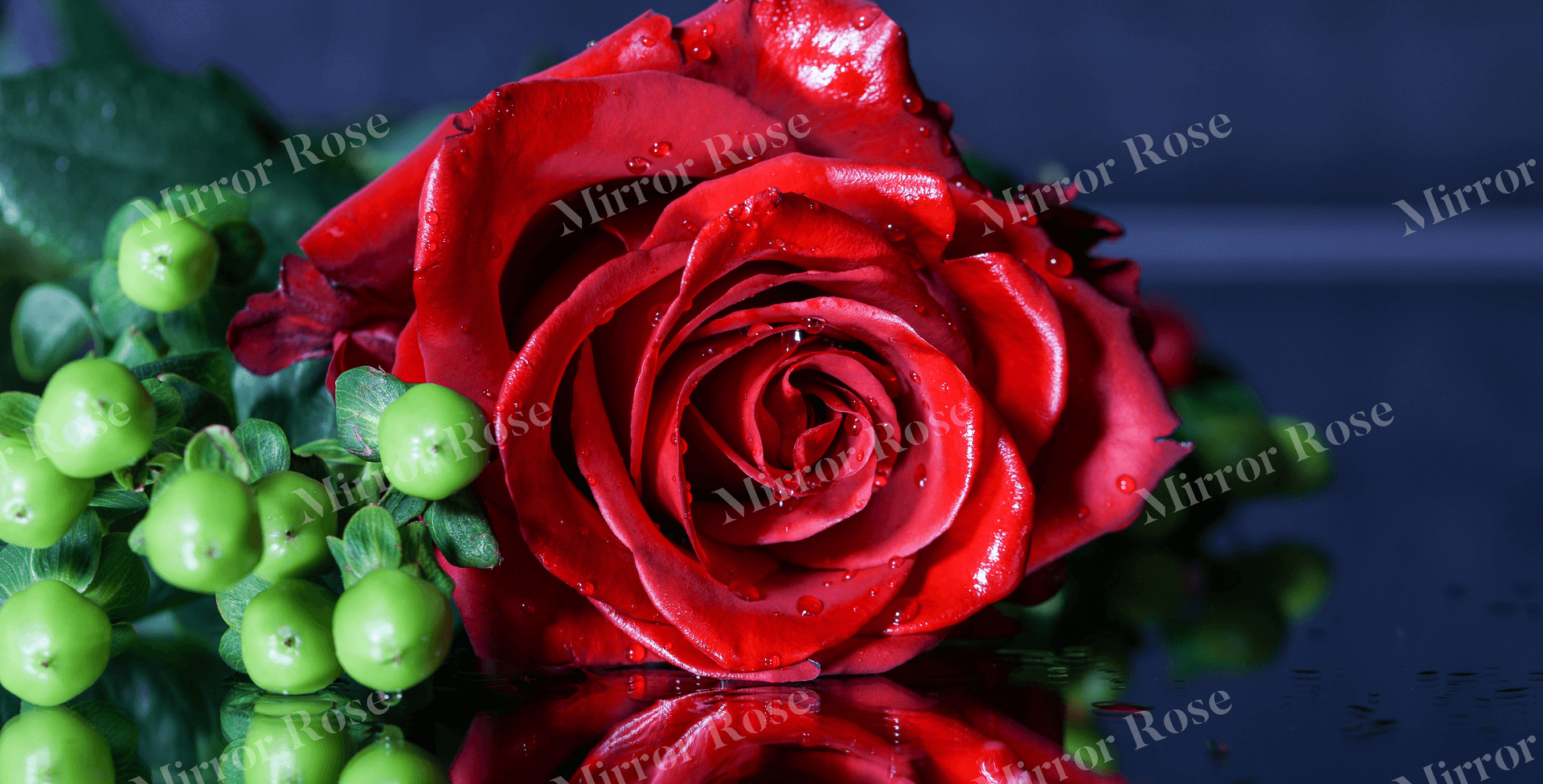 captivating nordic rose with dew drops
