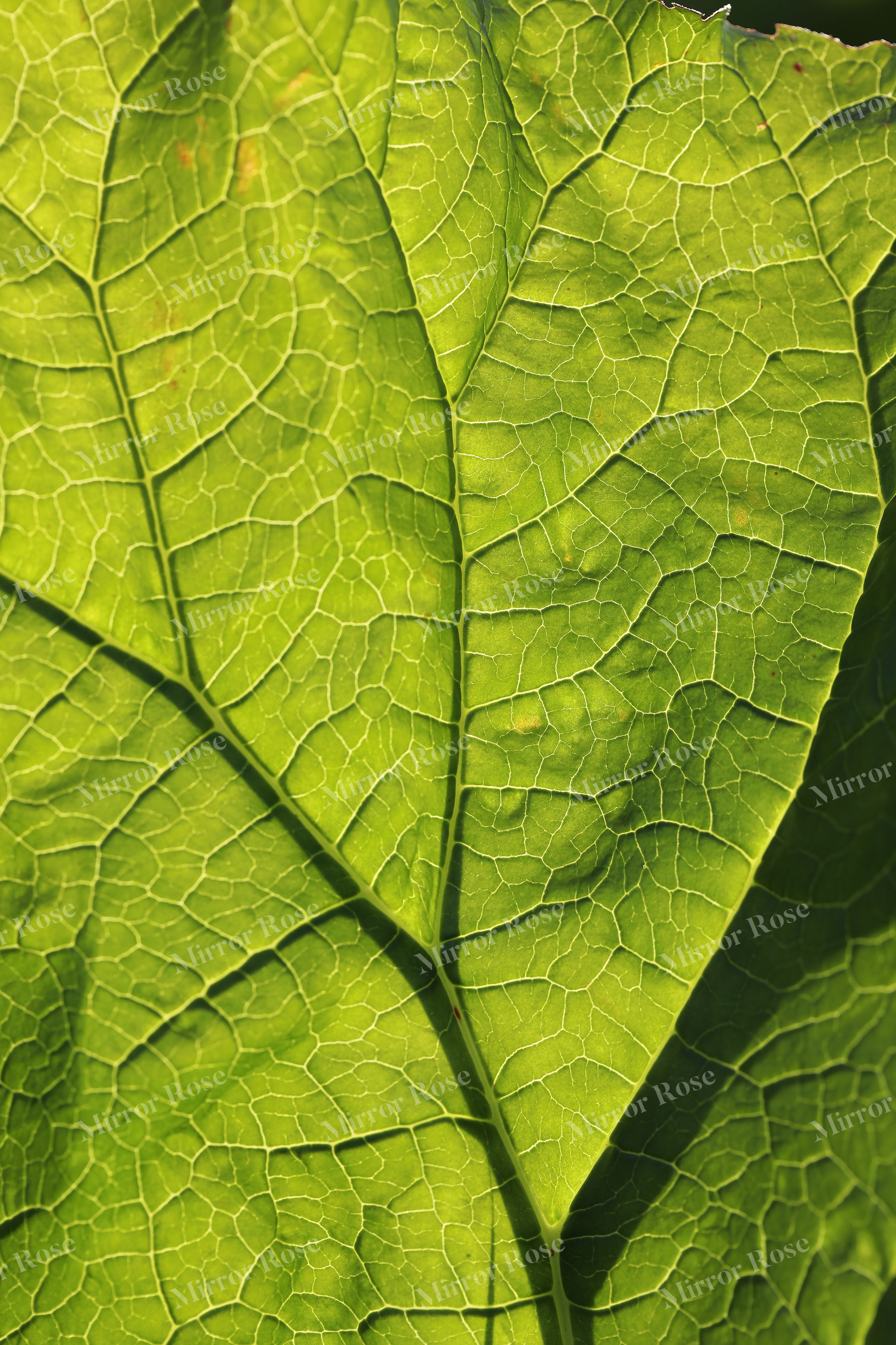 lush green nordic leaf patterns