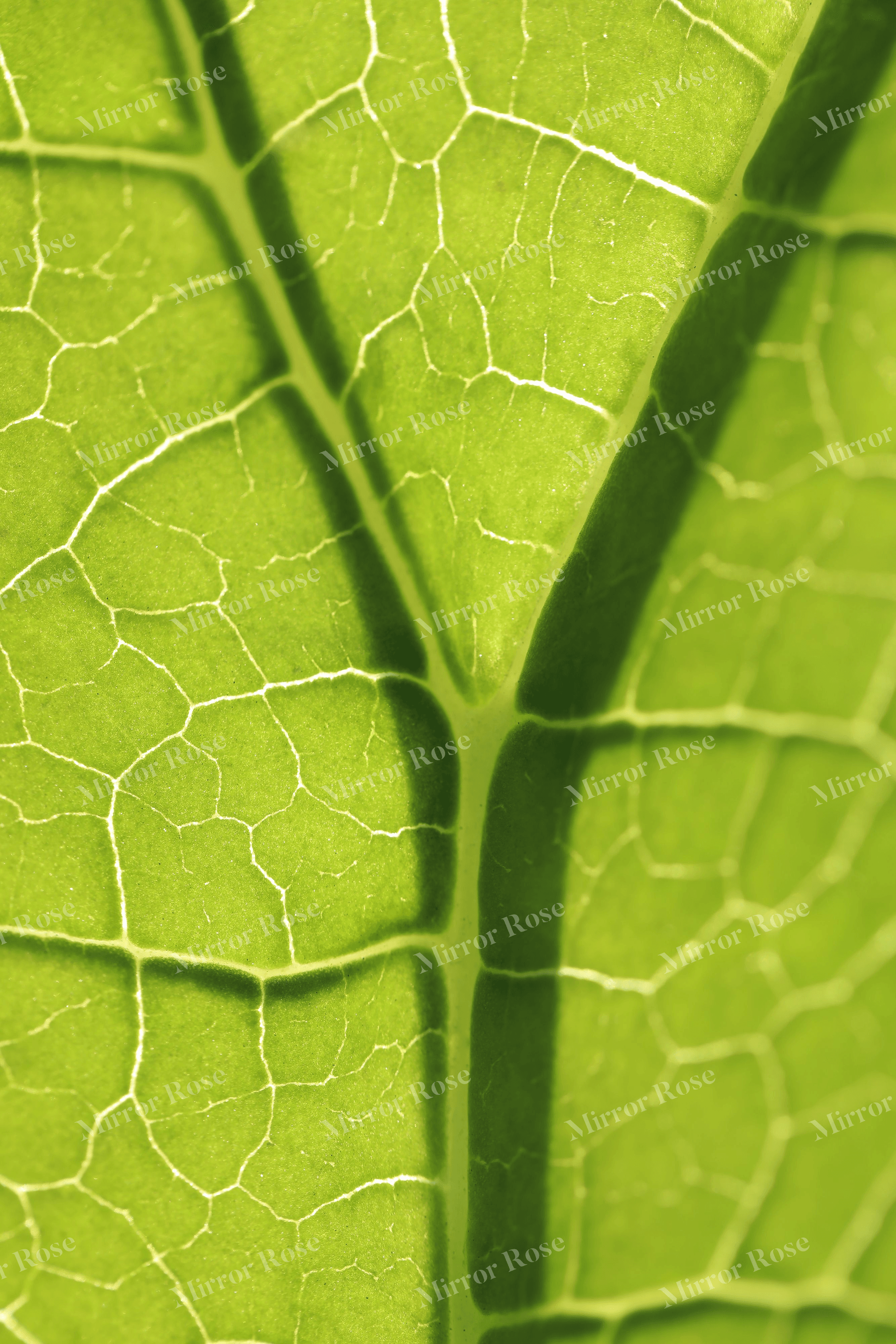 lush nordic green leaf bright texture