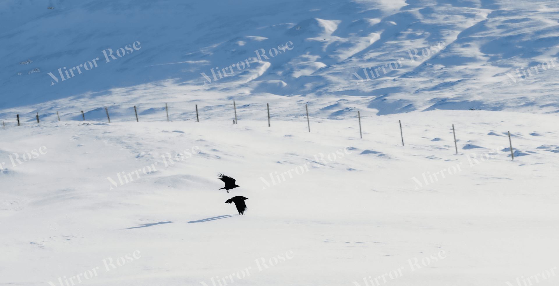expansive nordic winter landscape with ravens in flight