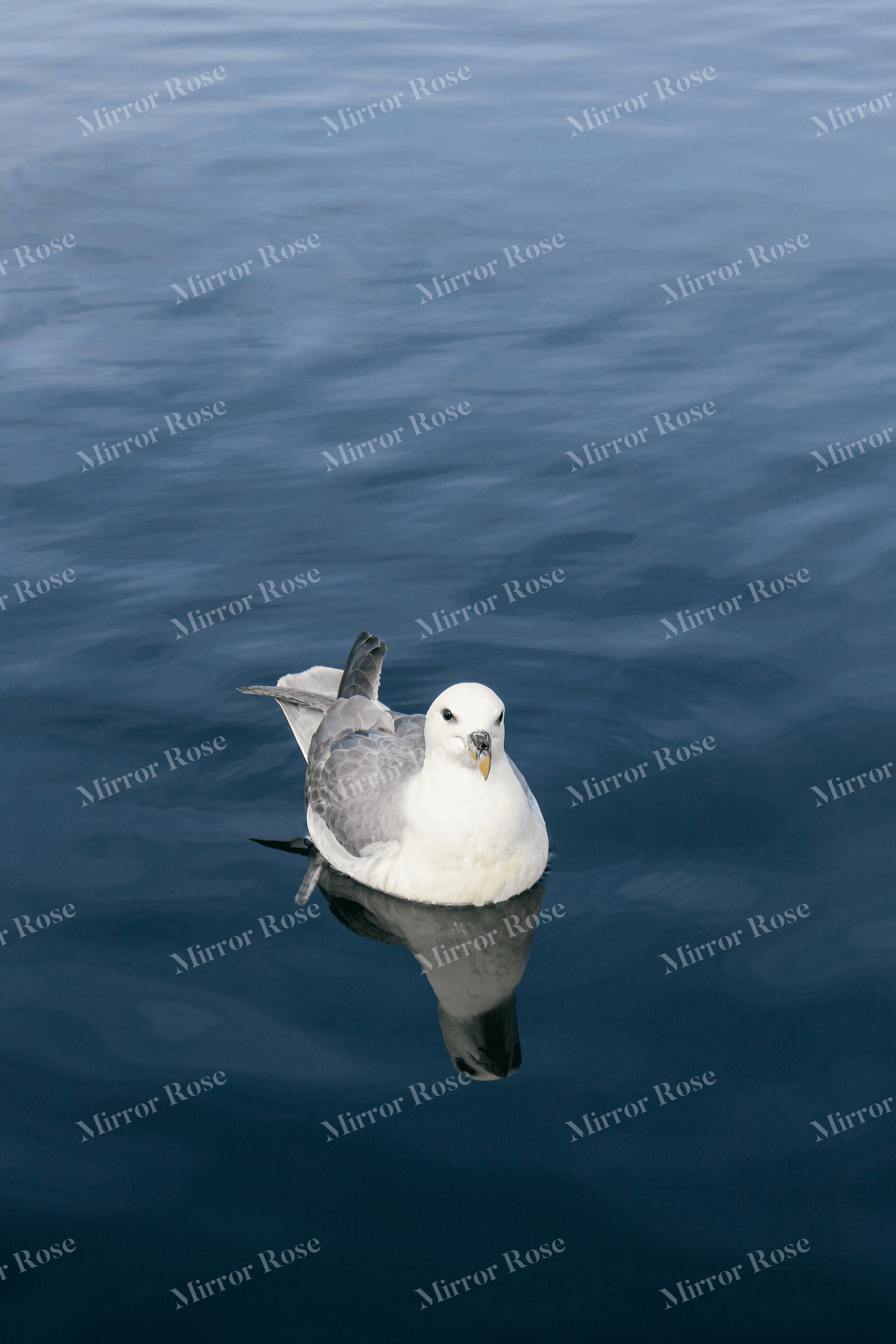 tranquil nordic seagull floating on icelandic waters