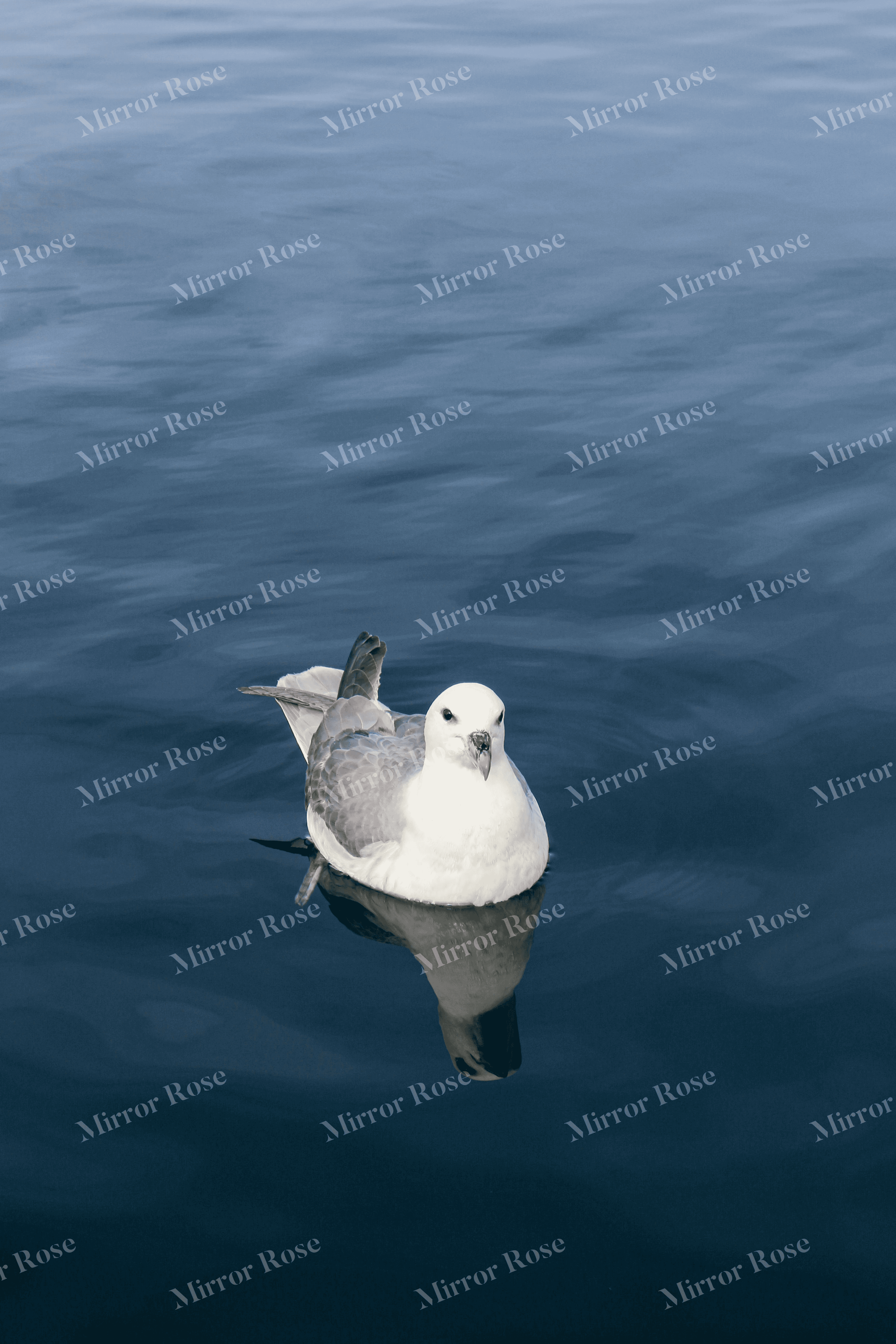 tranquil nordic seagull floating on icelandic waters