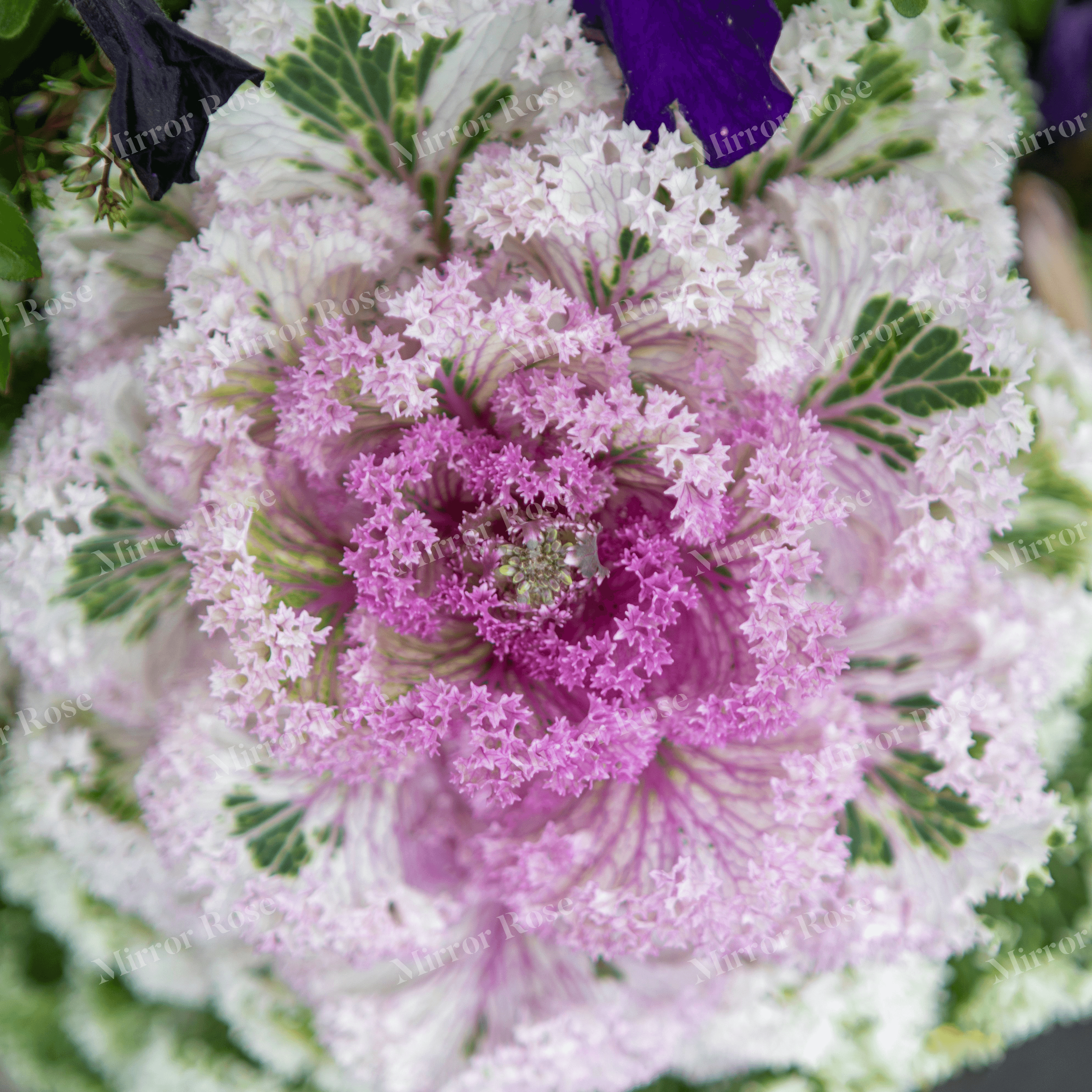 vibrant nordic floral beauty