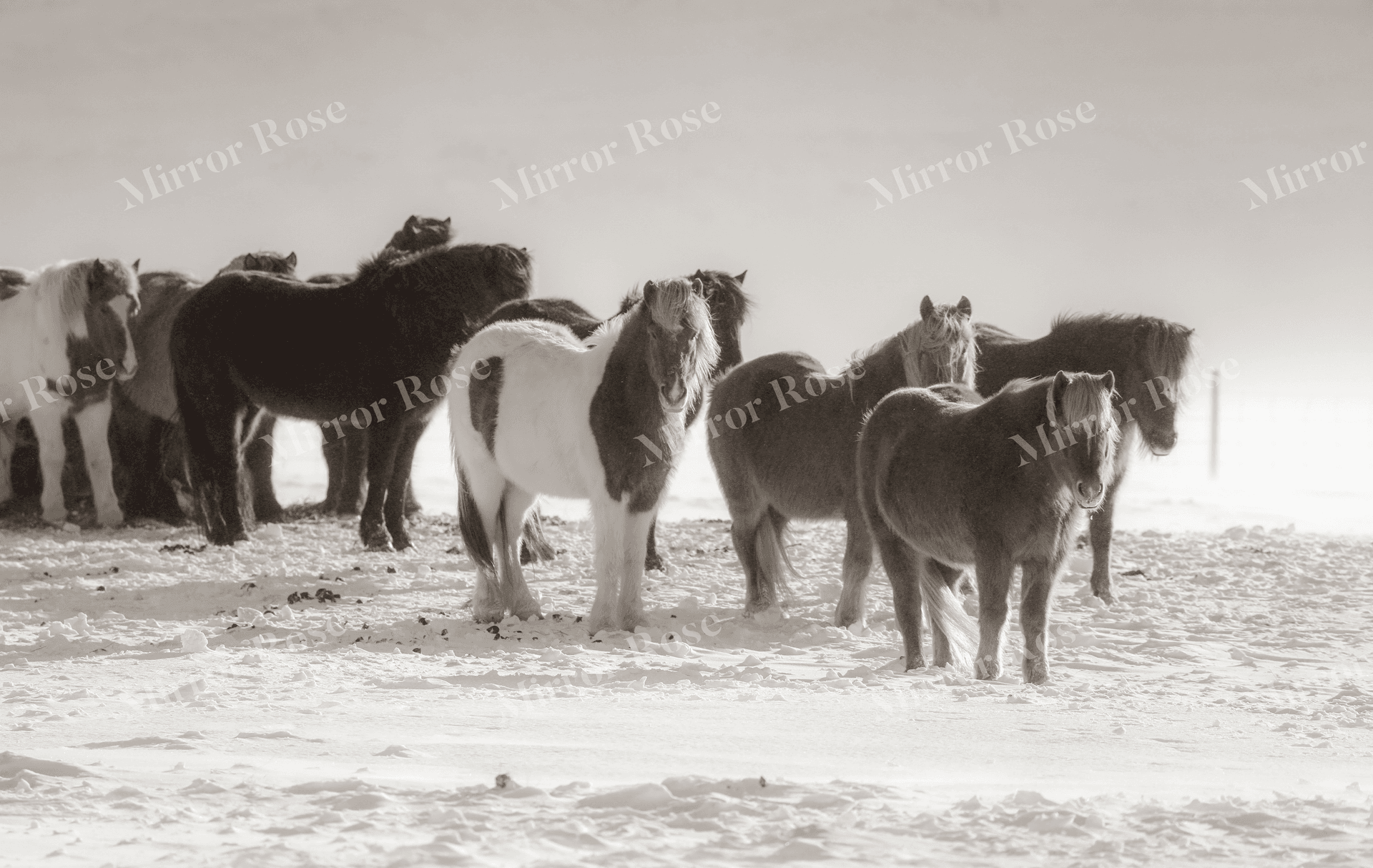icelandic horses in a nordic winter landscape