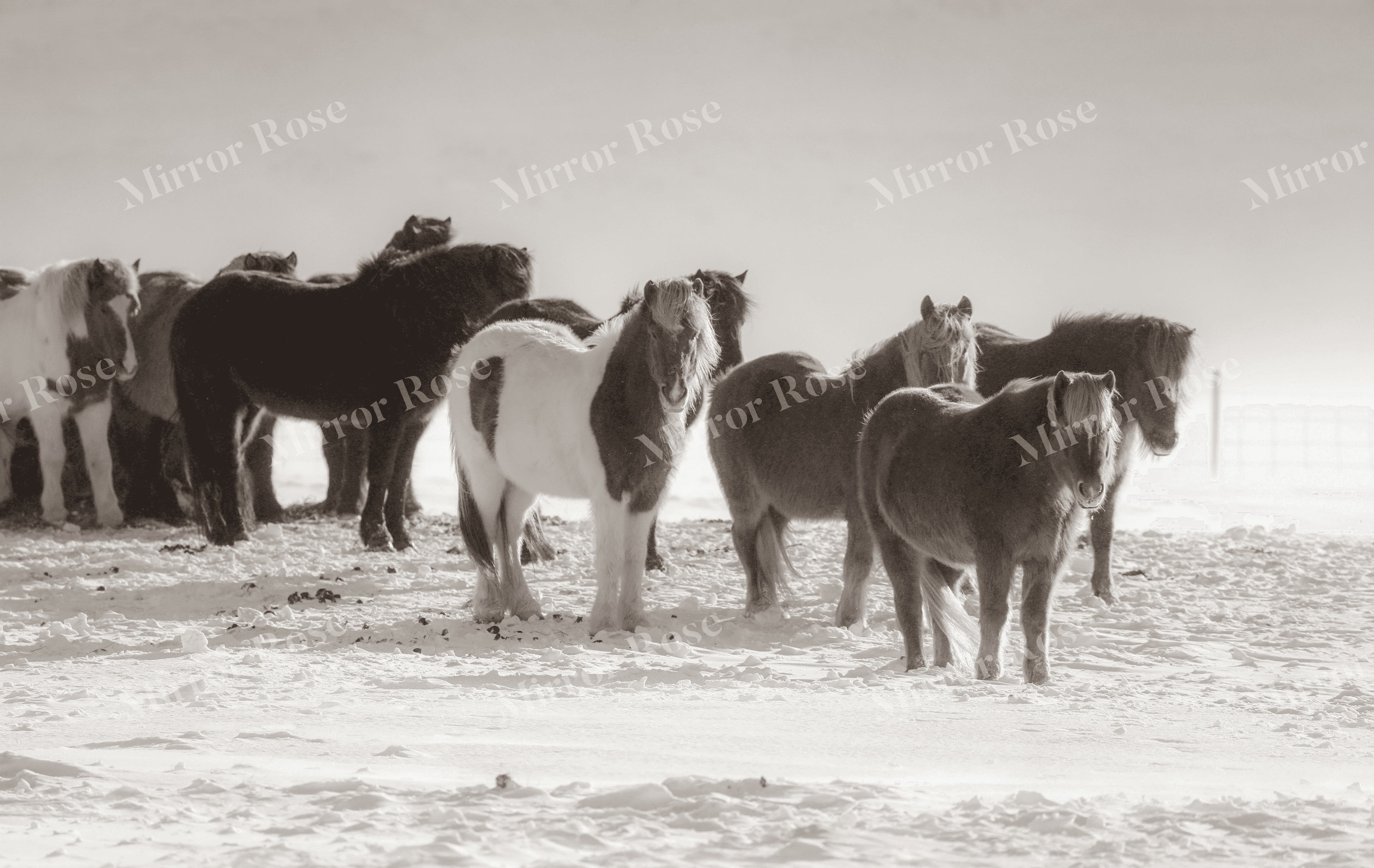 icelandic horses in a nordic winter landscape