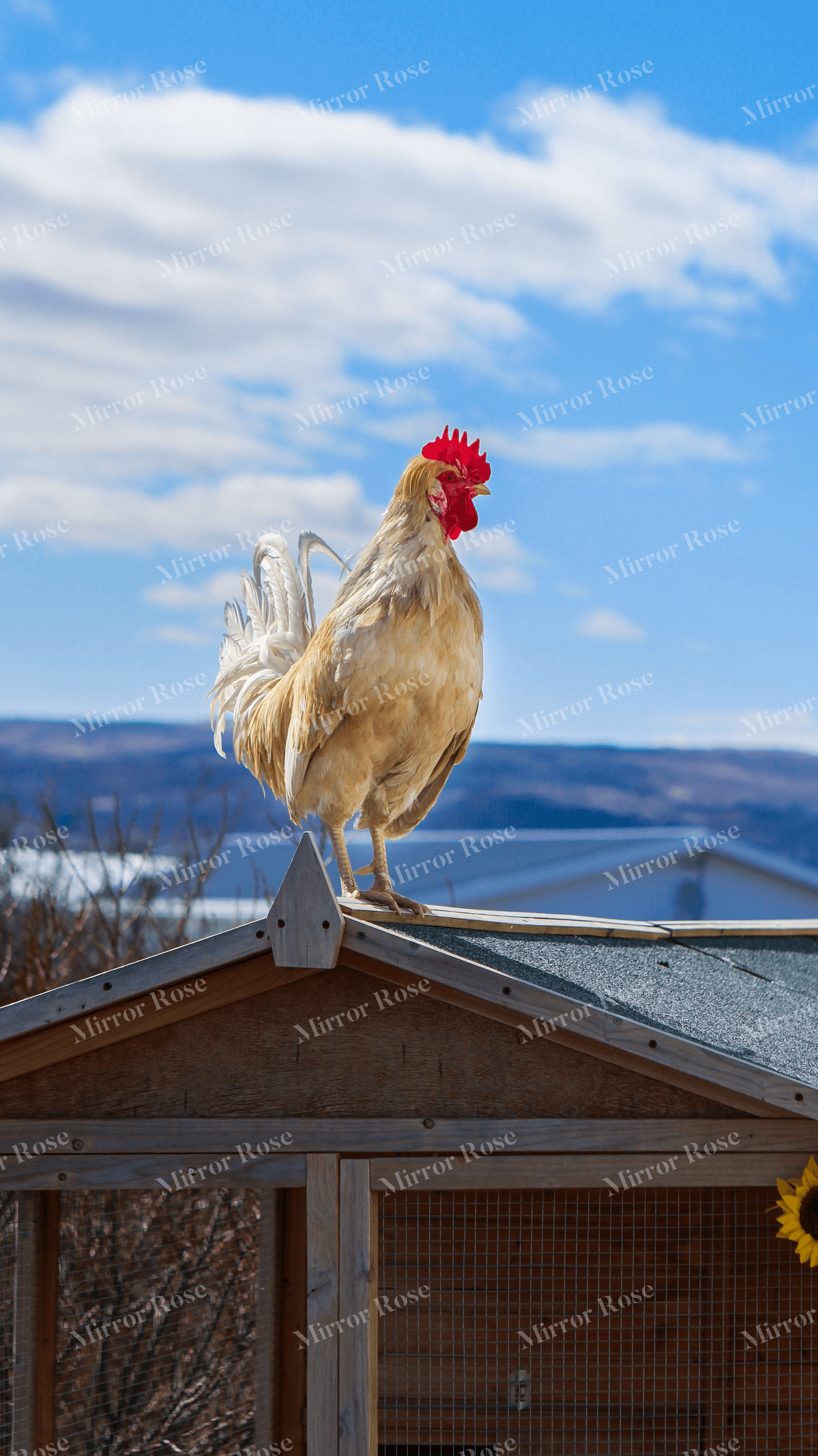 chicken perched in a nordic landscape