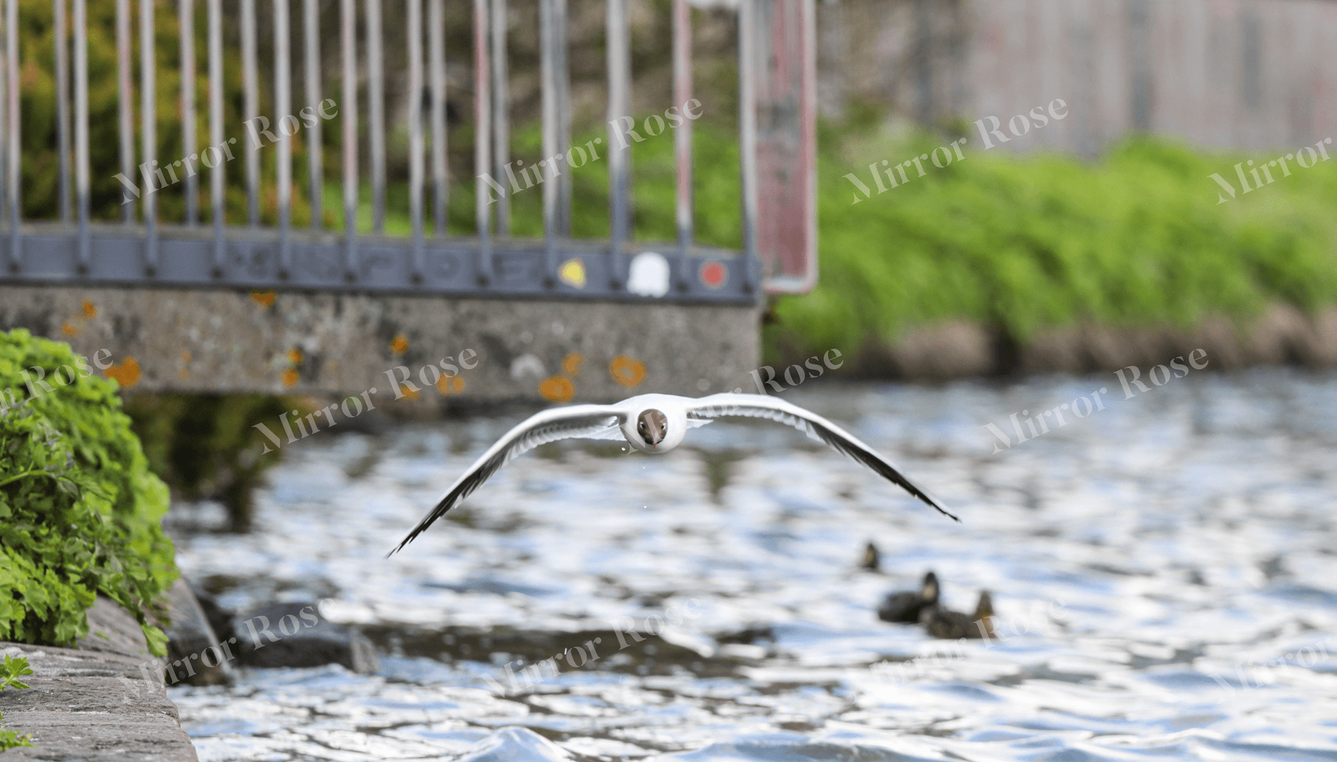 serene nordic scene with an icelandic seagull in flight