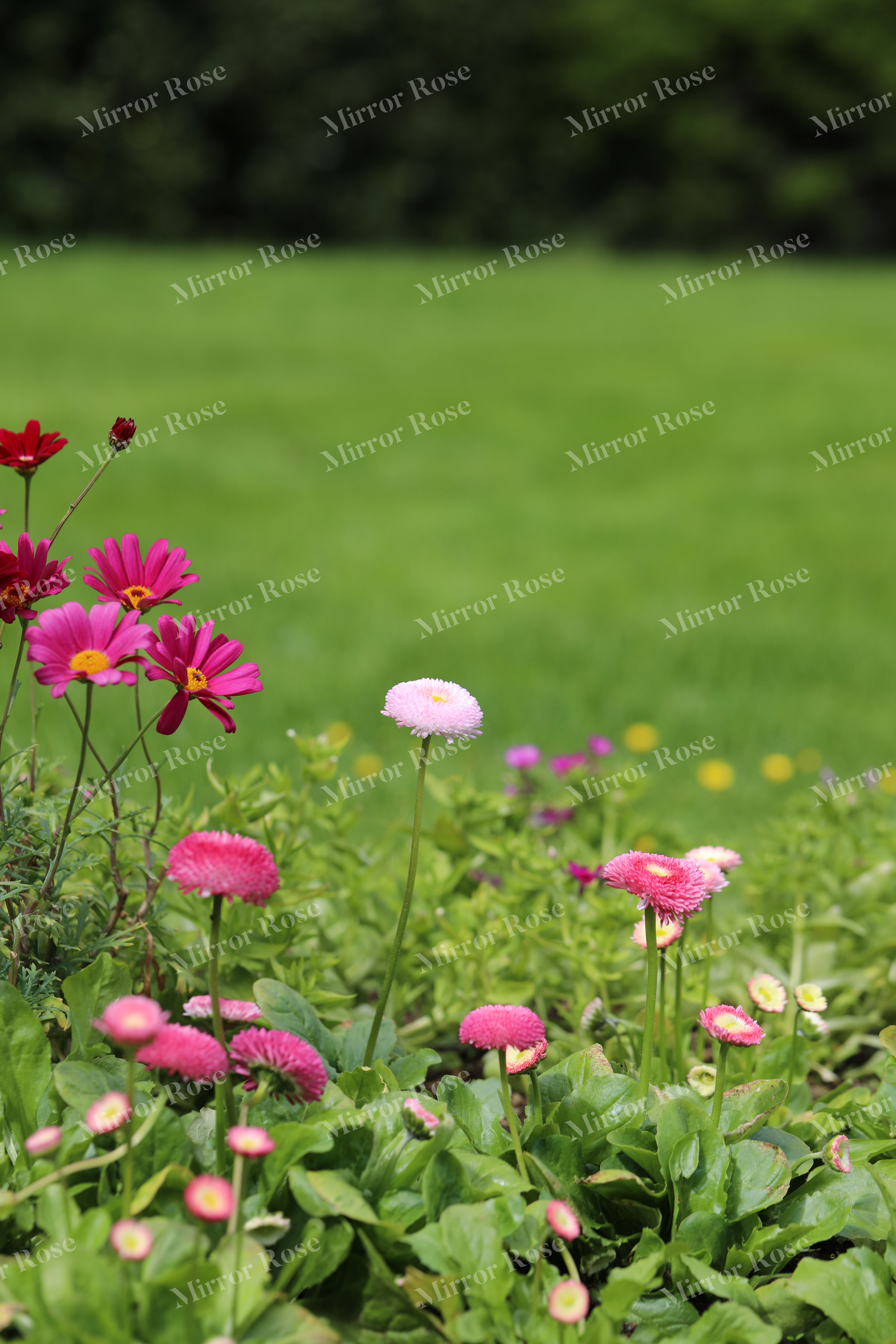 vibrant nordic floral blooms in icelandic garden