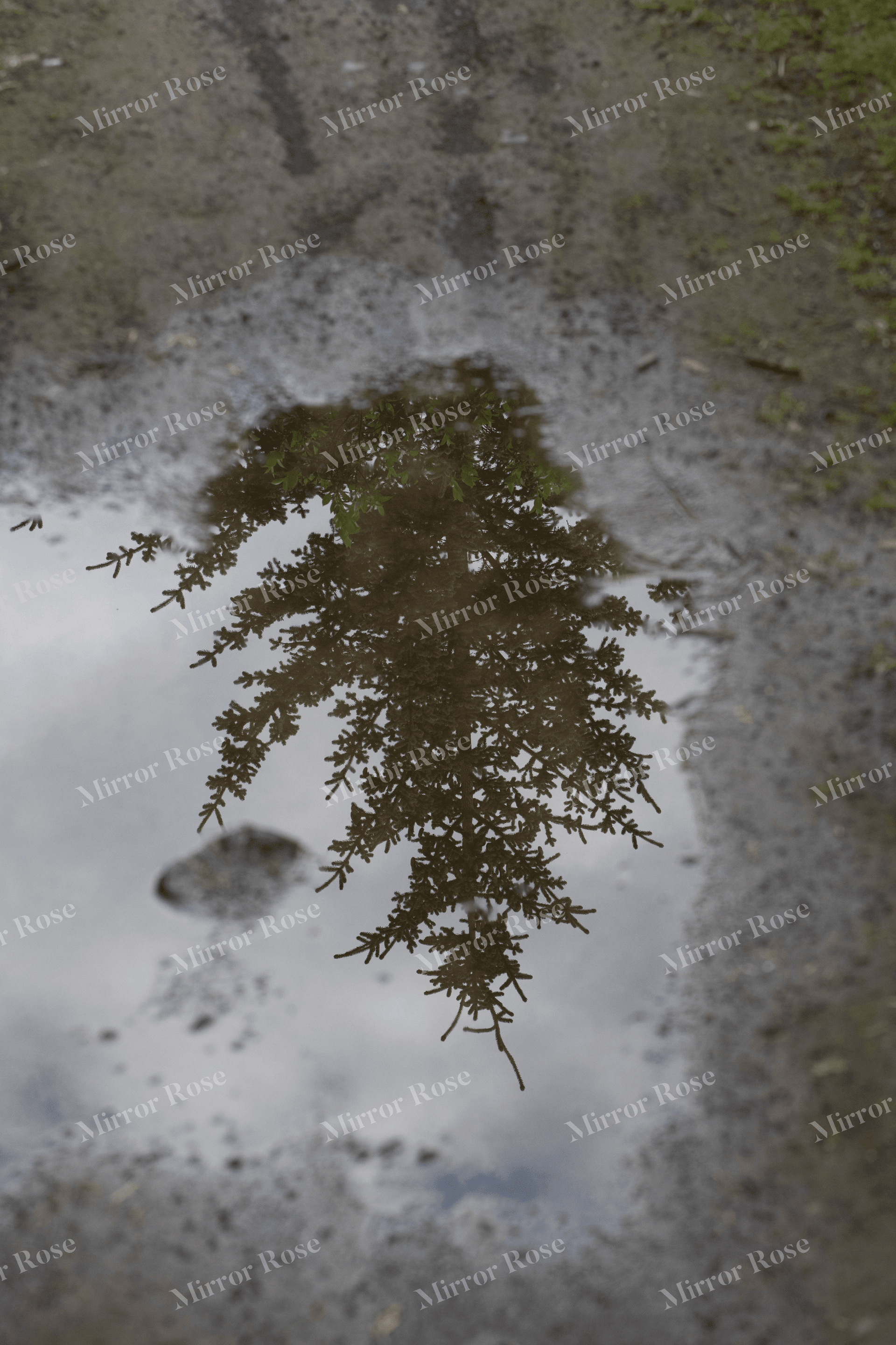 reflections of nordic nature in a puddle