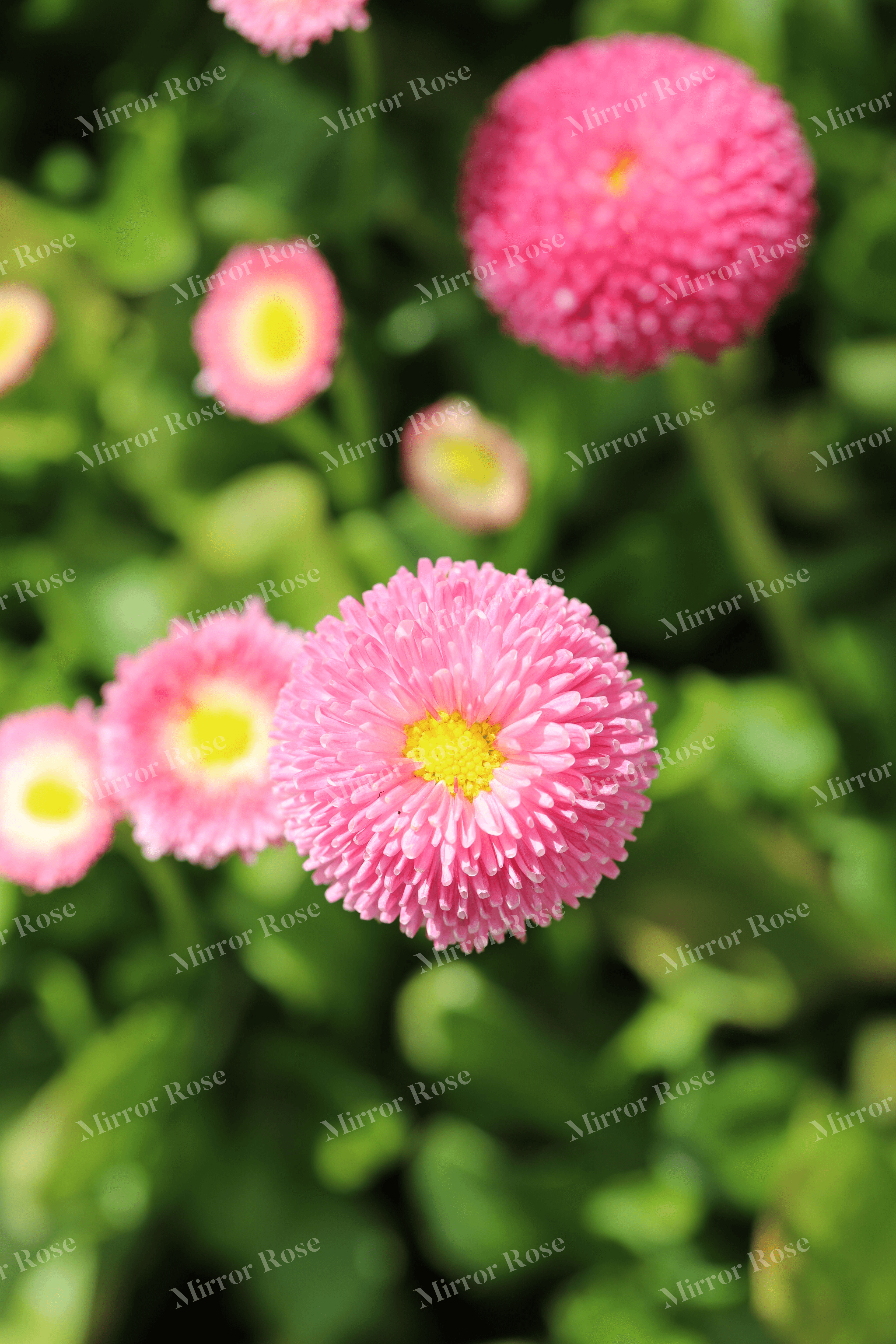 vibrant nordic flora: icelandic daisy blooms
