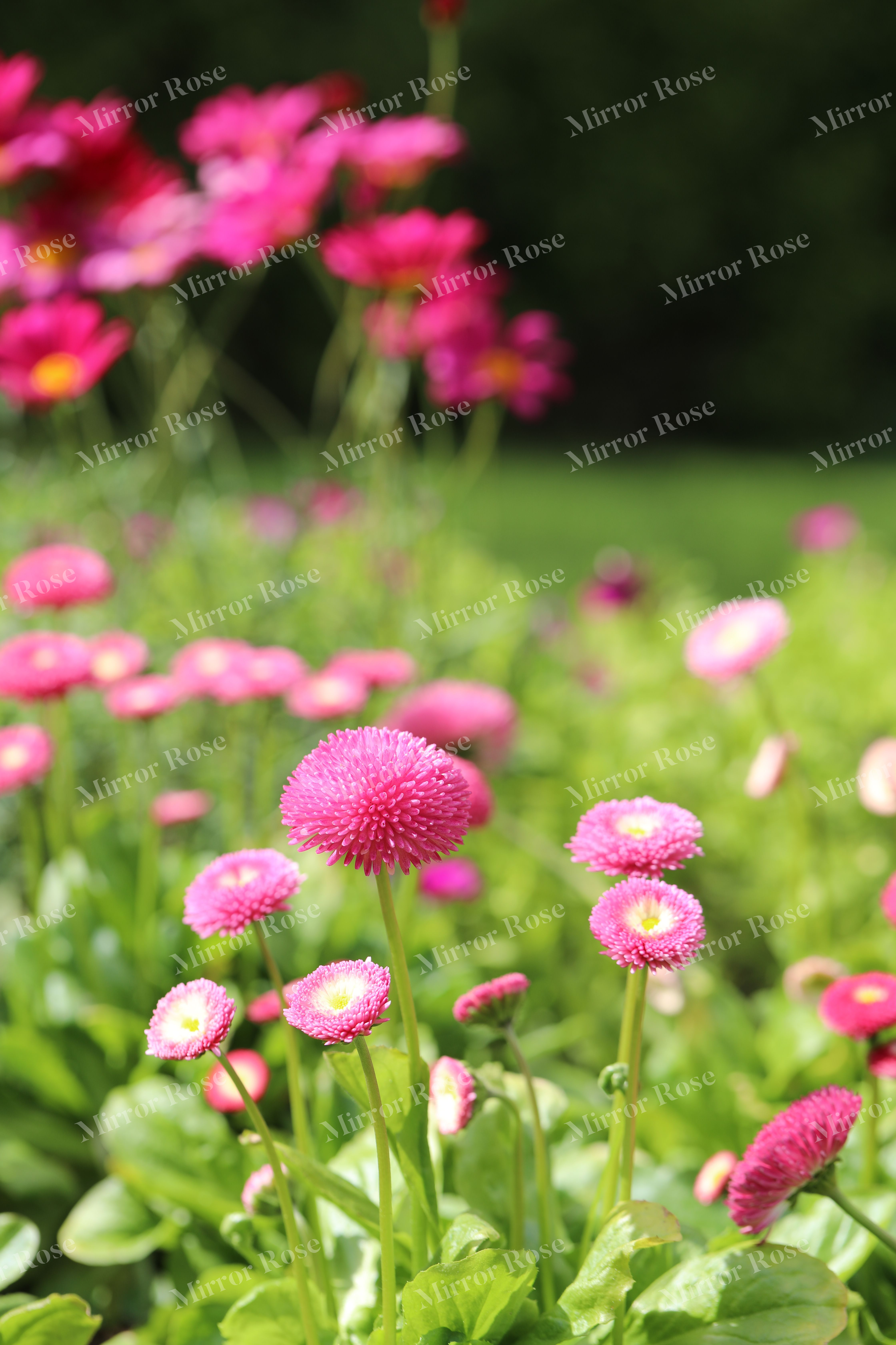 vibrant nordic blossoms in bloom