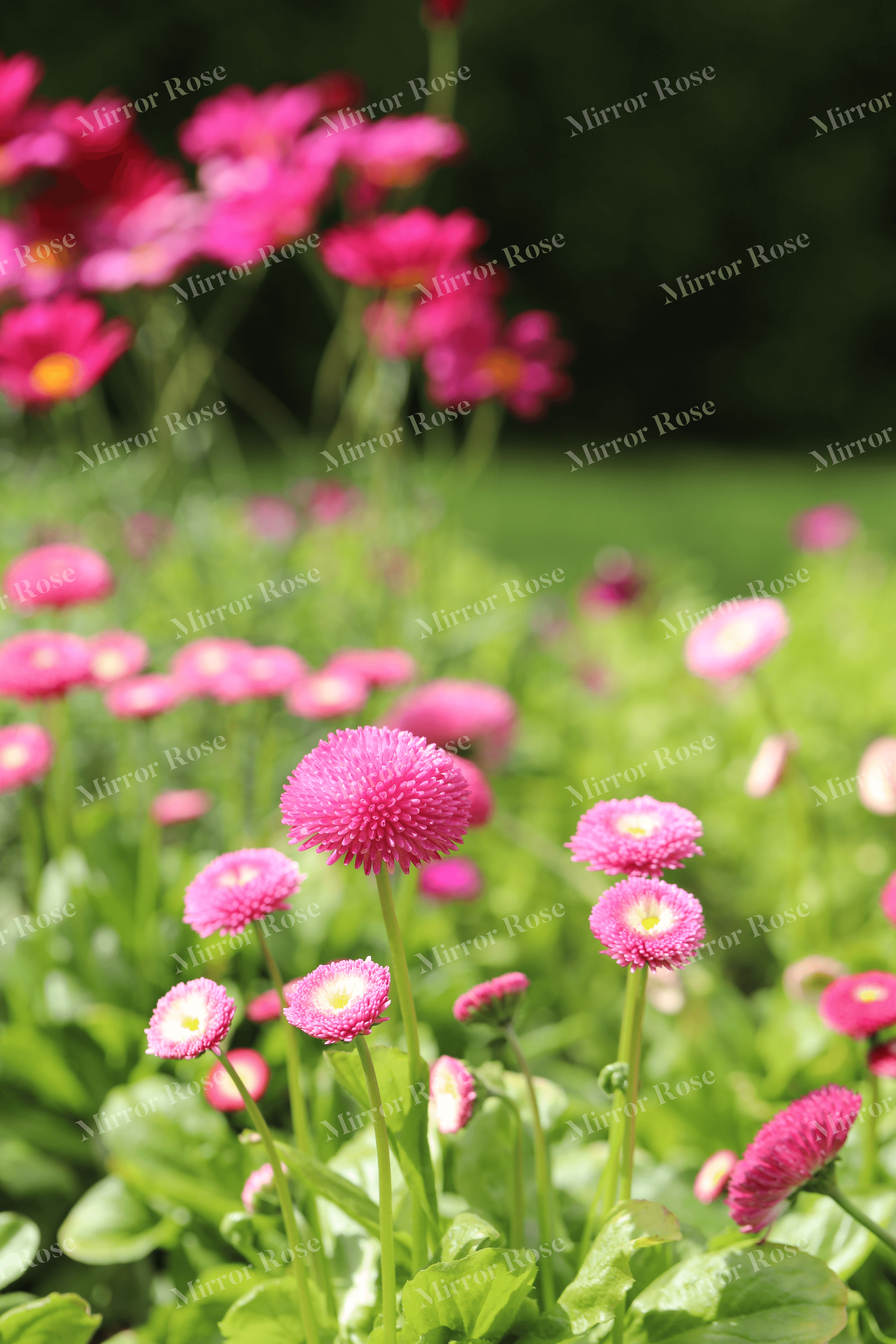vibrant nordic blossoms in bloom