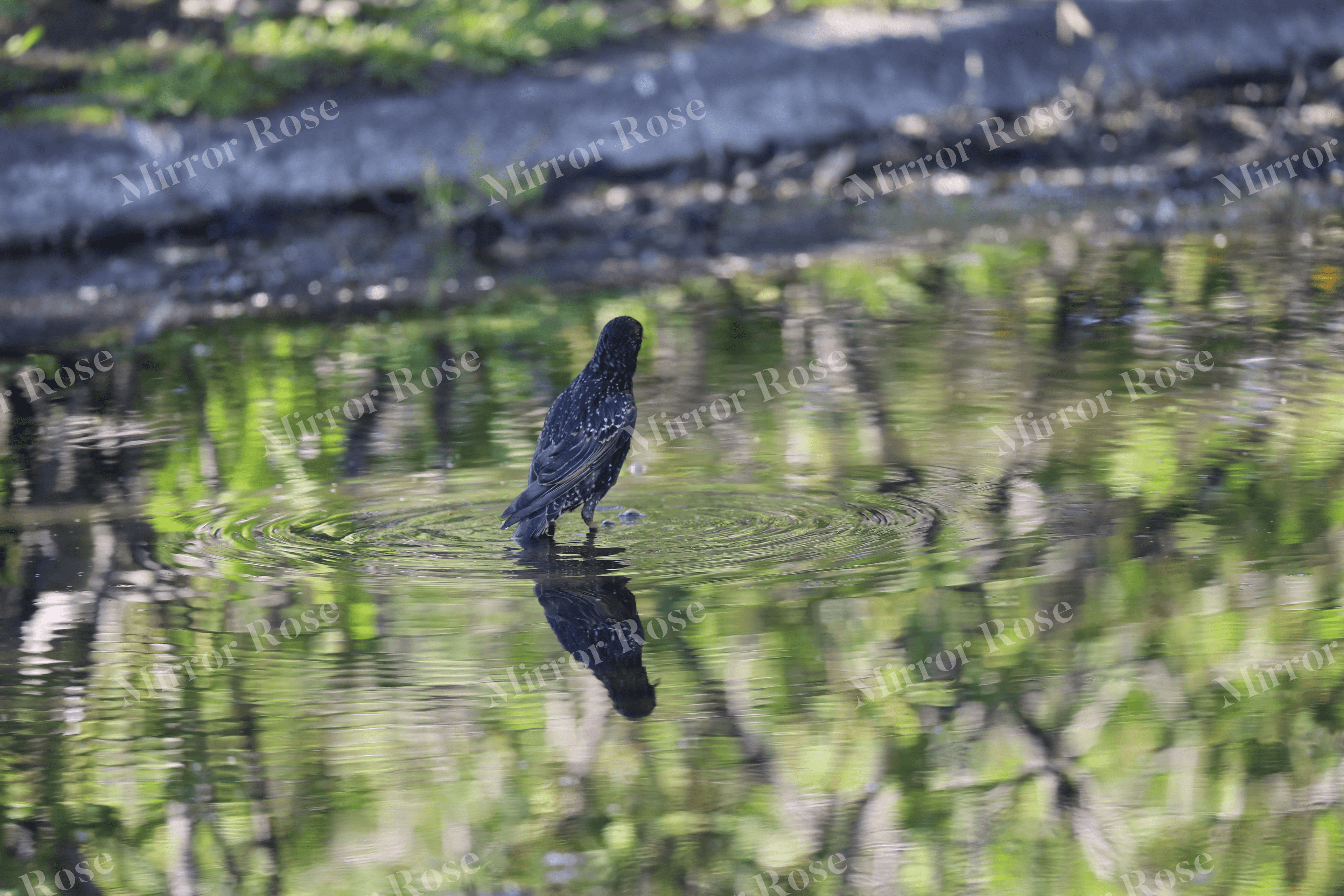 serene nordic reflections of an icelandic bird