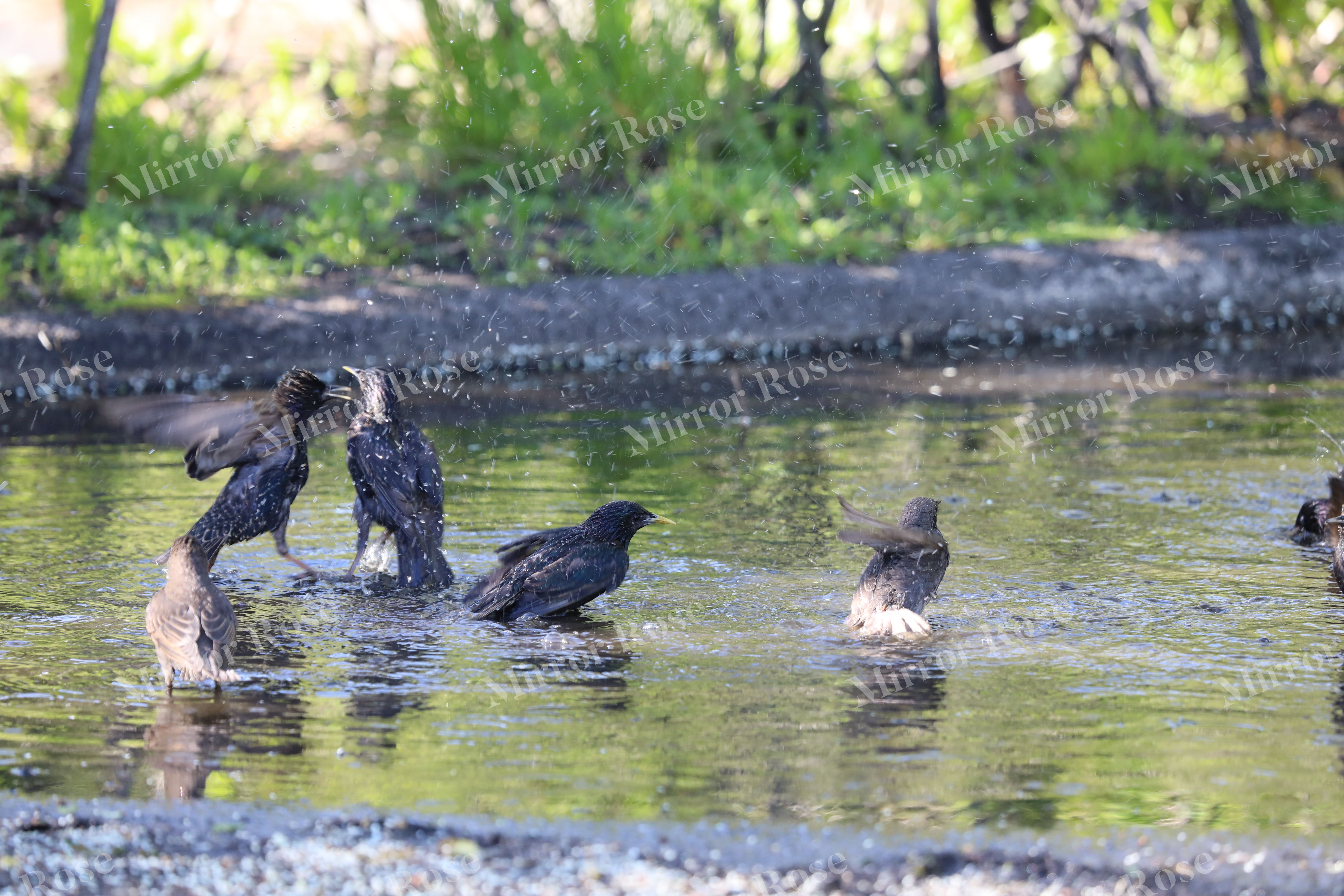vibrant nordic bird bathing in icelandic waters