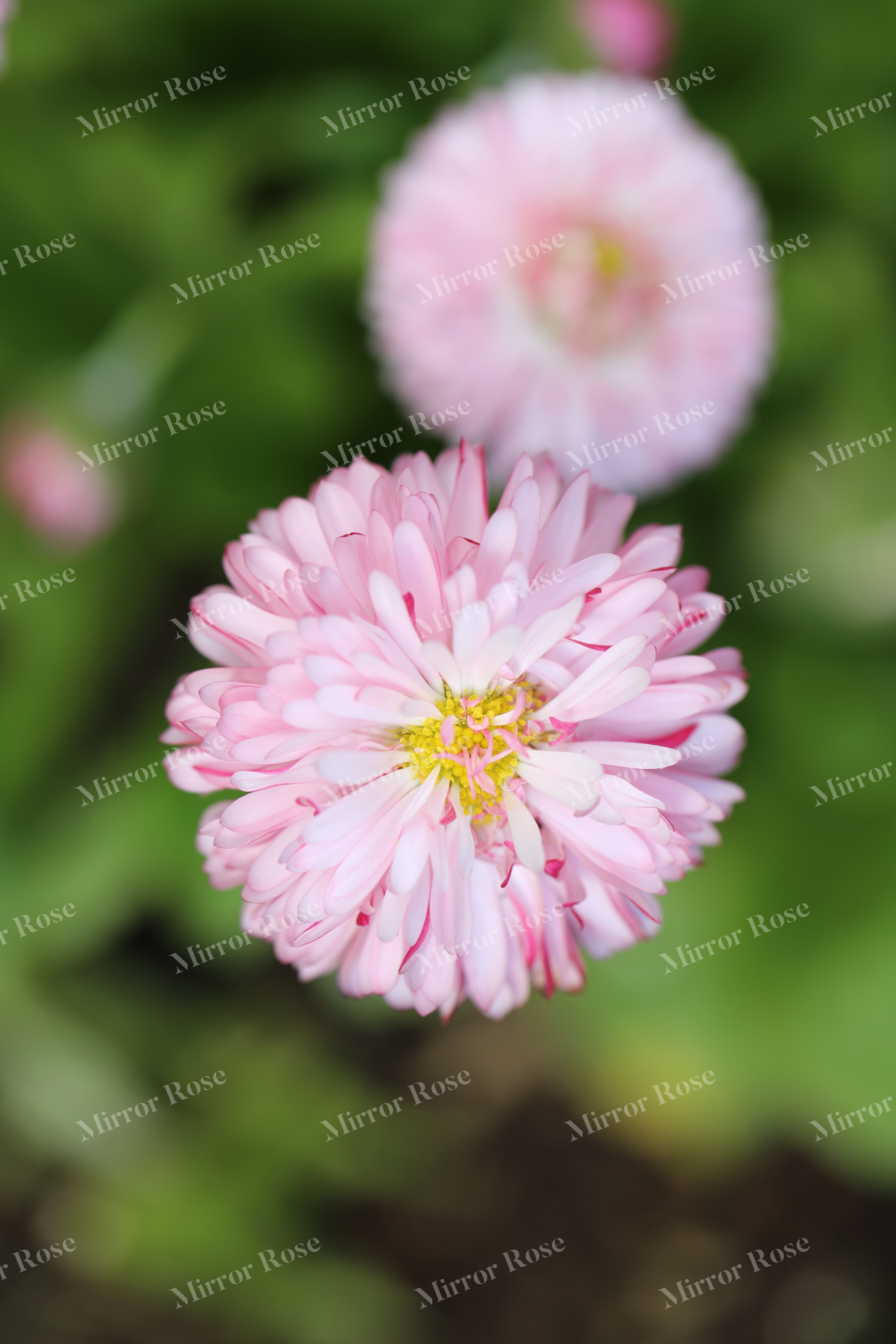 delicate pink blossoms in a nordic garden