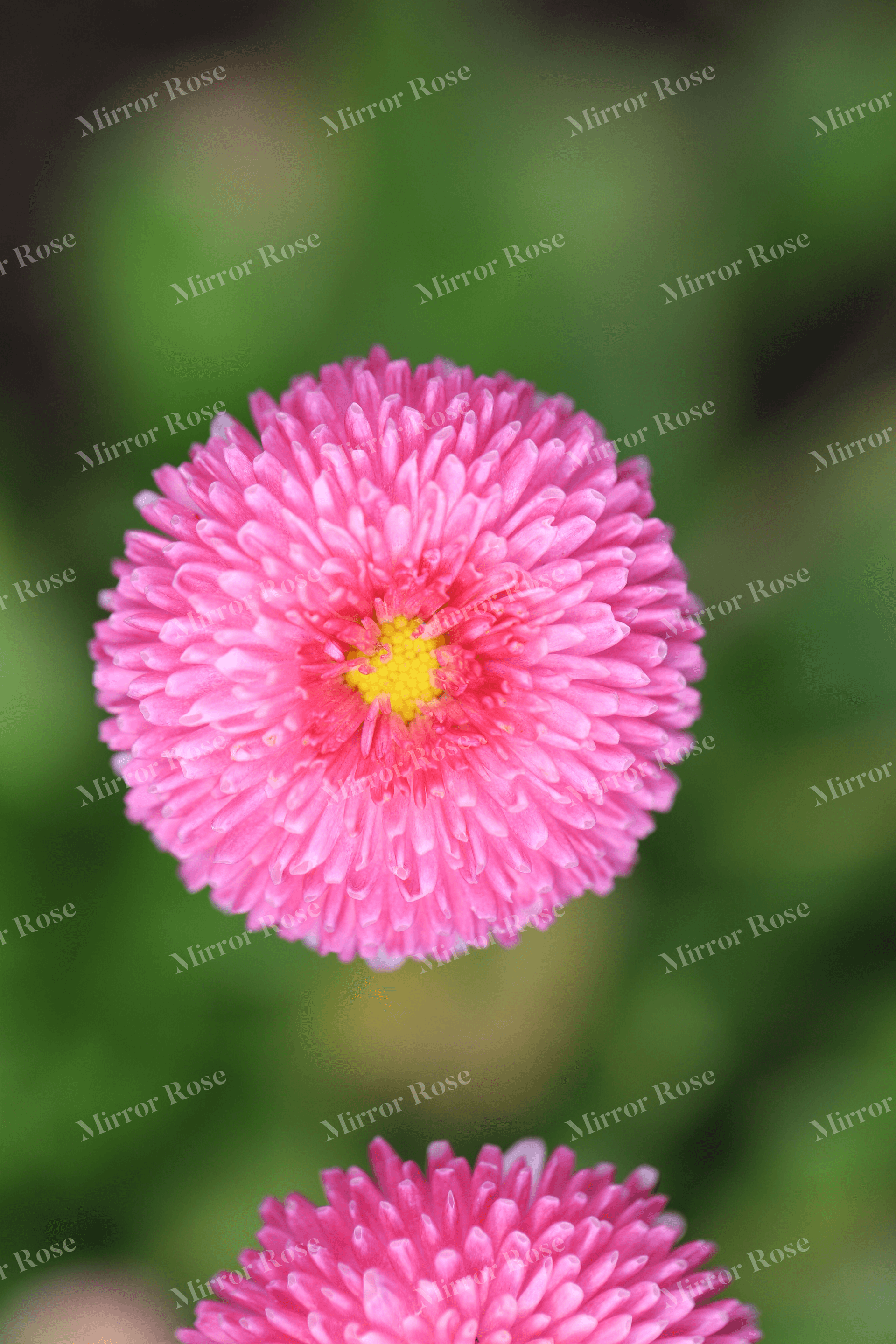 vibrant nordic floral beauty