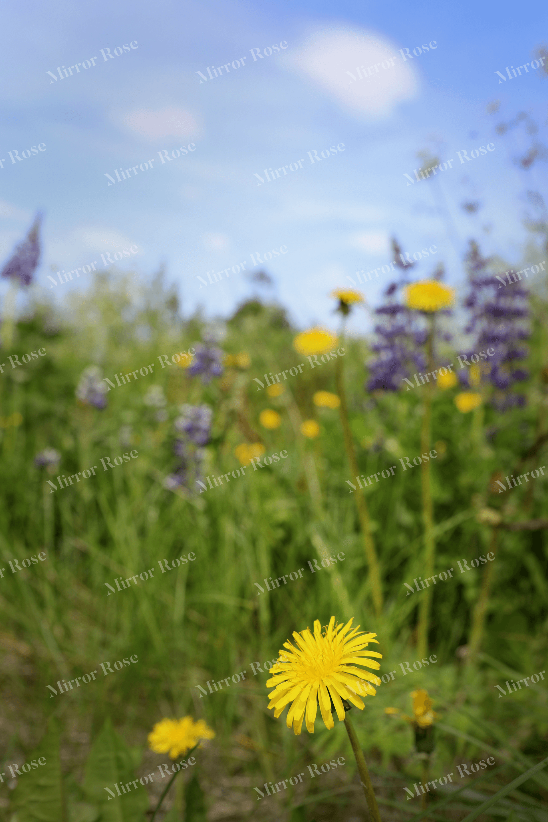 vibrant nordic meadow in bloom