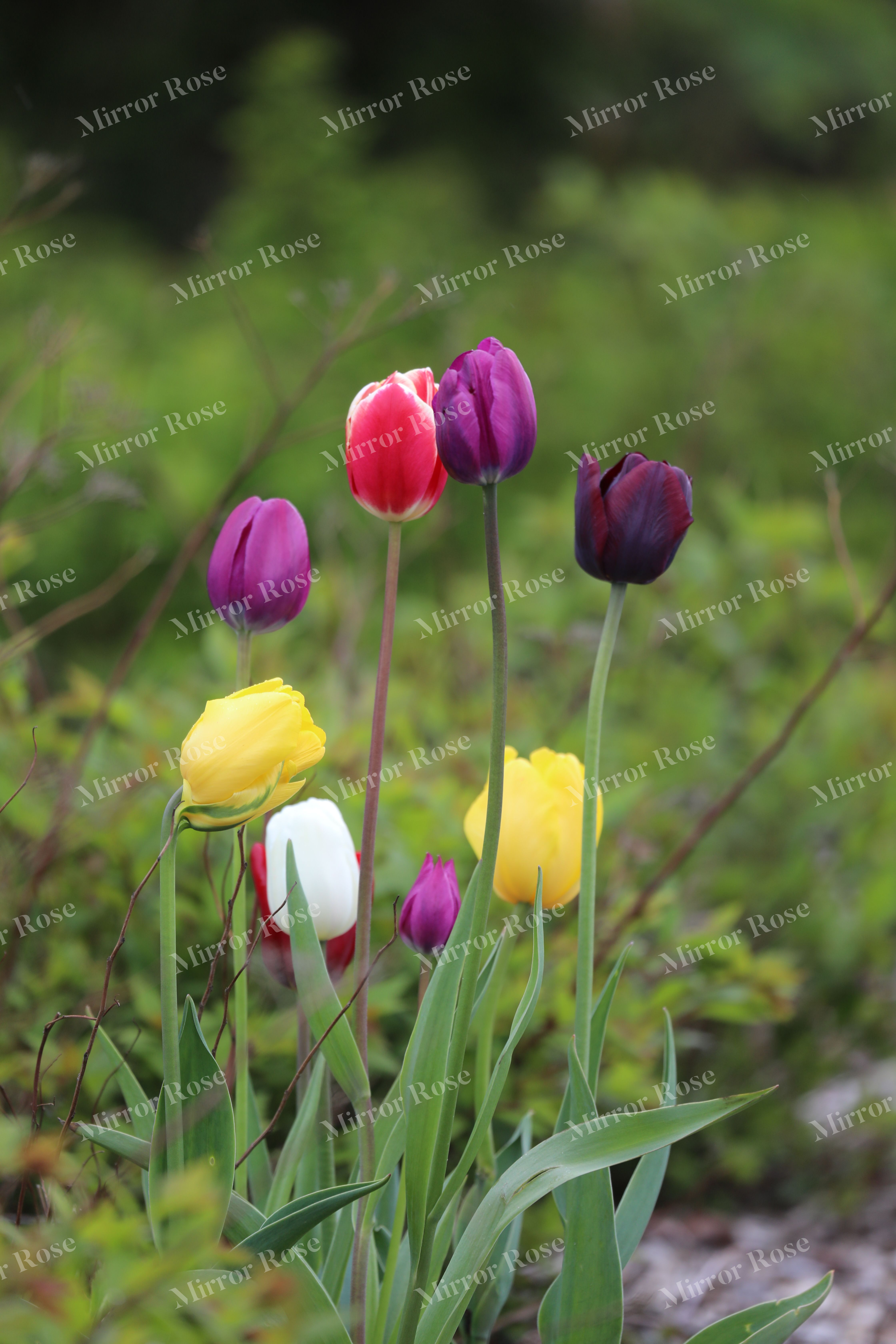 vibrant nordic tulip garden in bloom