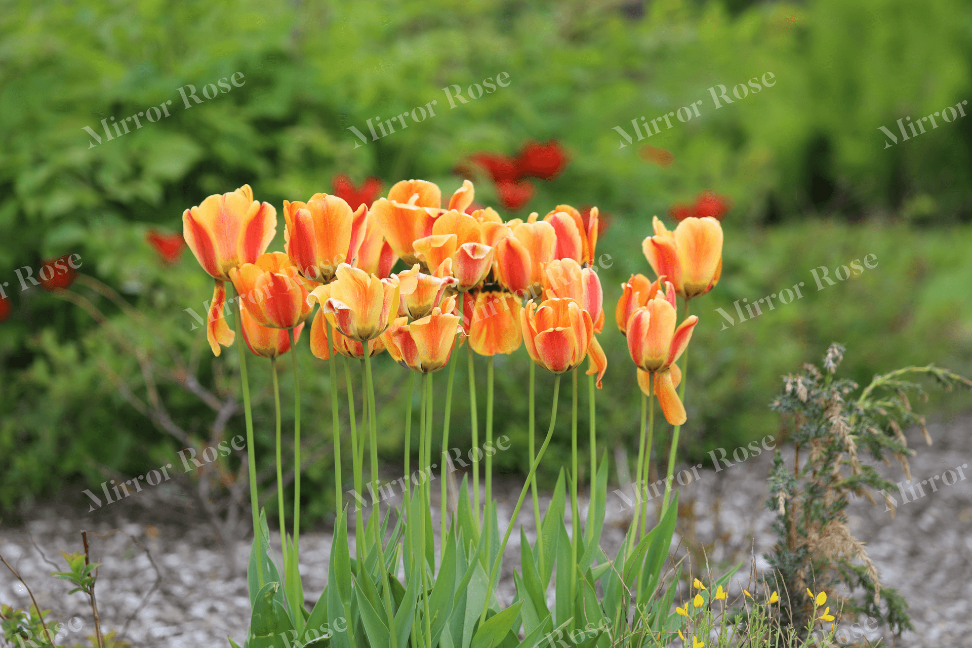 vibrant nordic tulips in bloom
