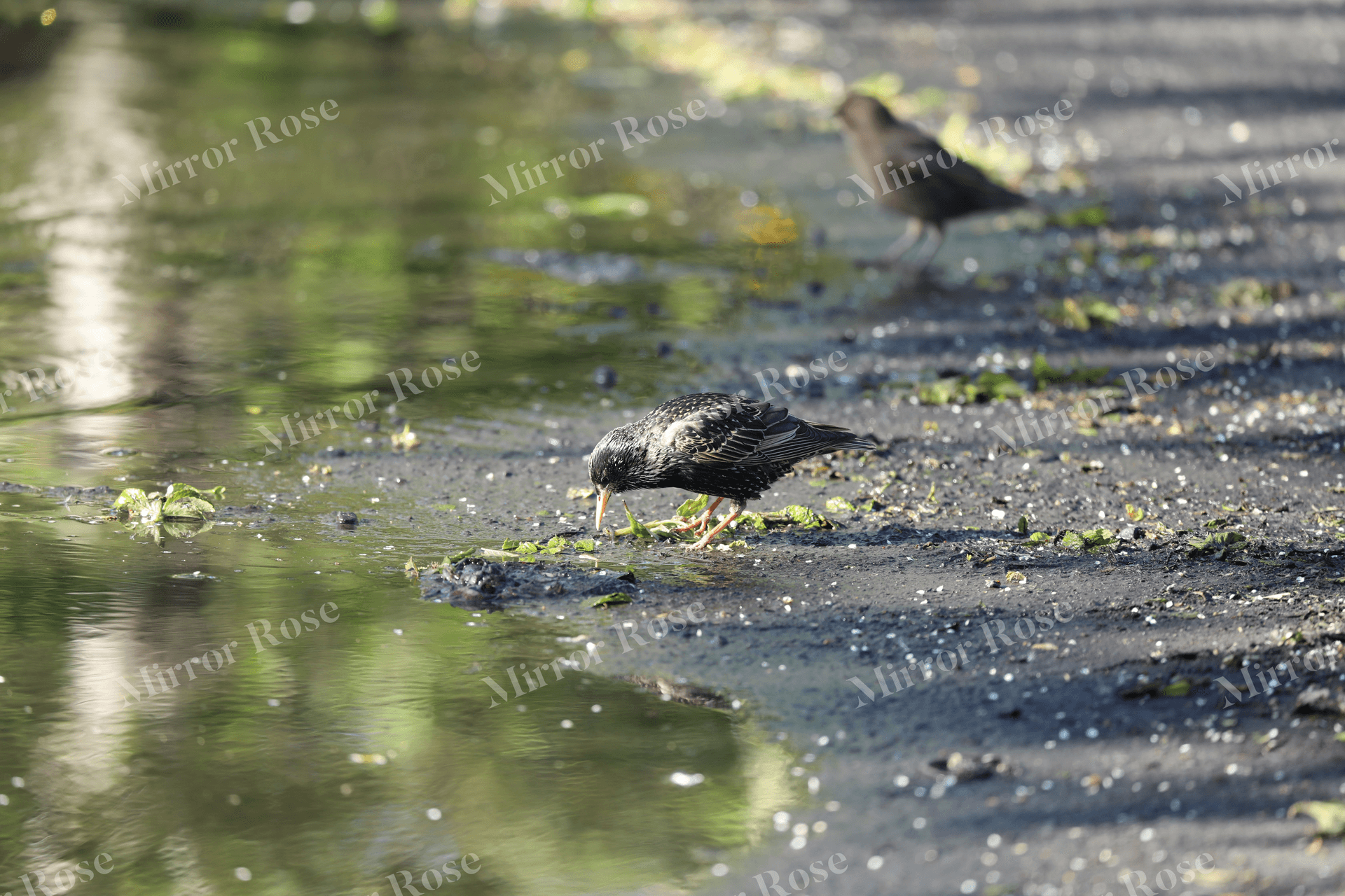 birds foraging in a nordic landscape