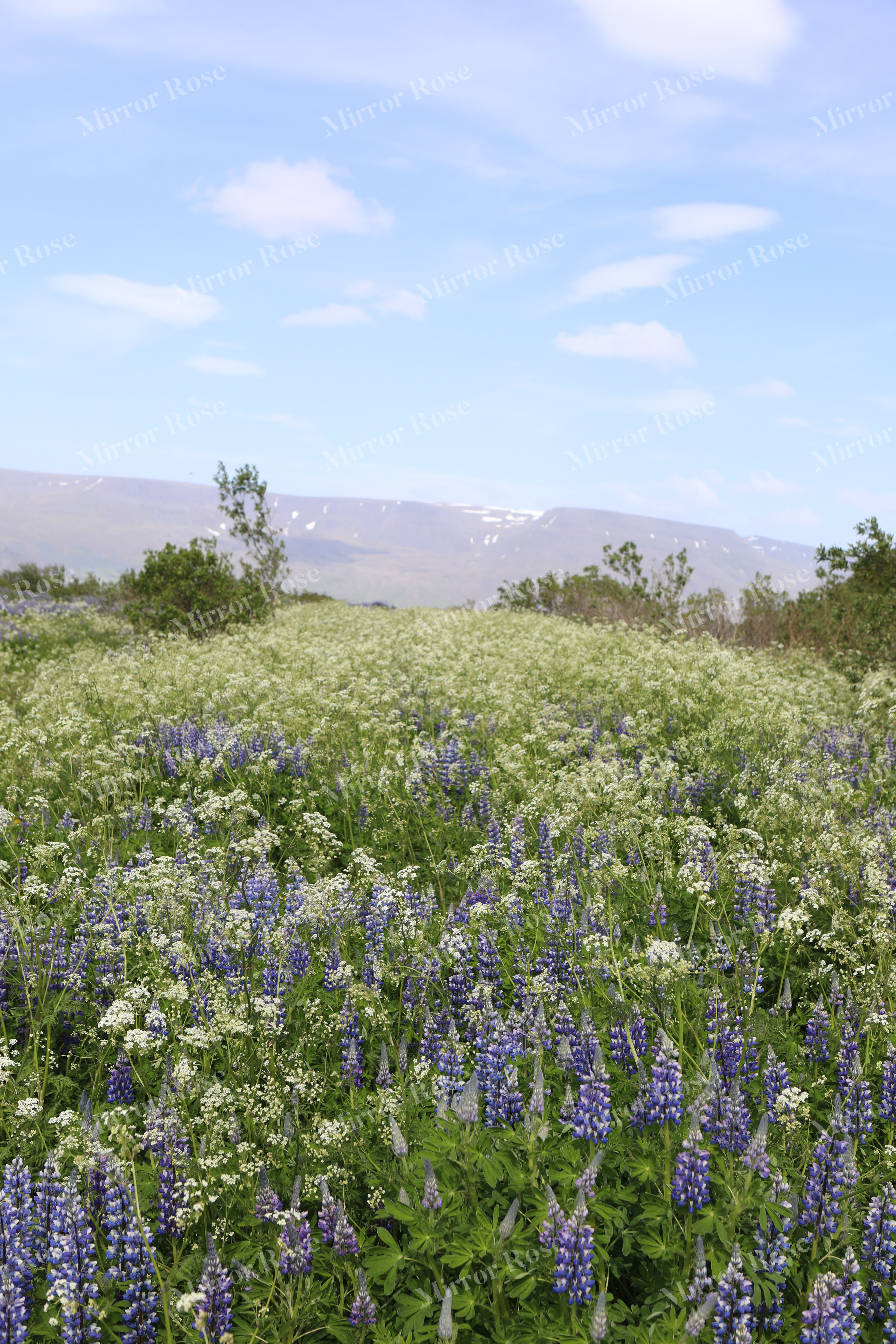 vibrant nordic landscape with icelandic flora