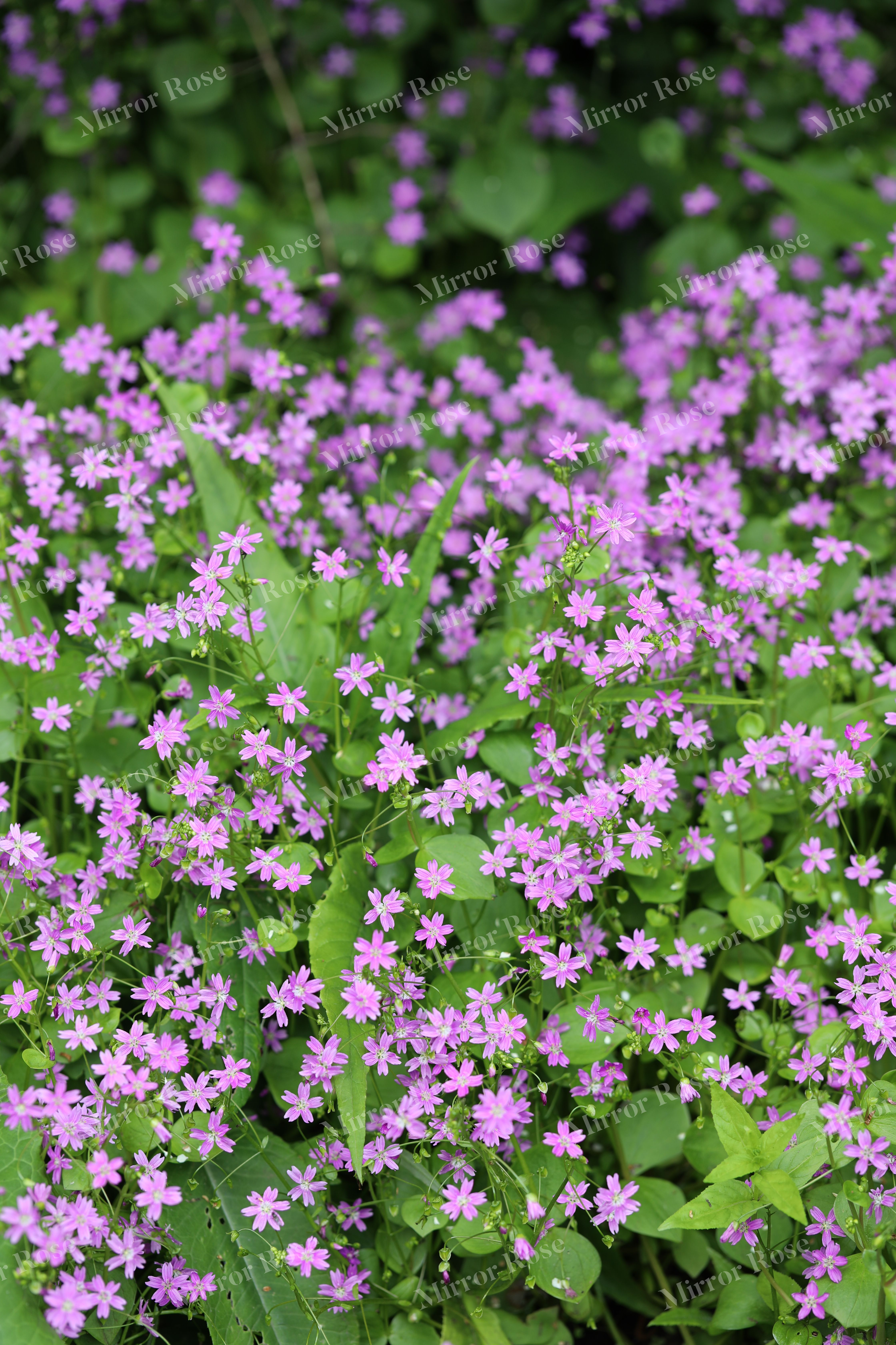 vibrant flowers in a nordic landscape