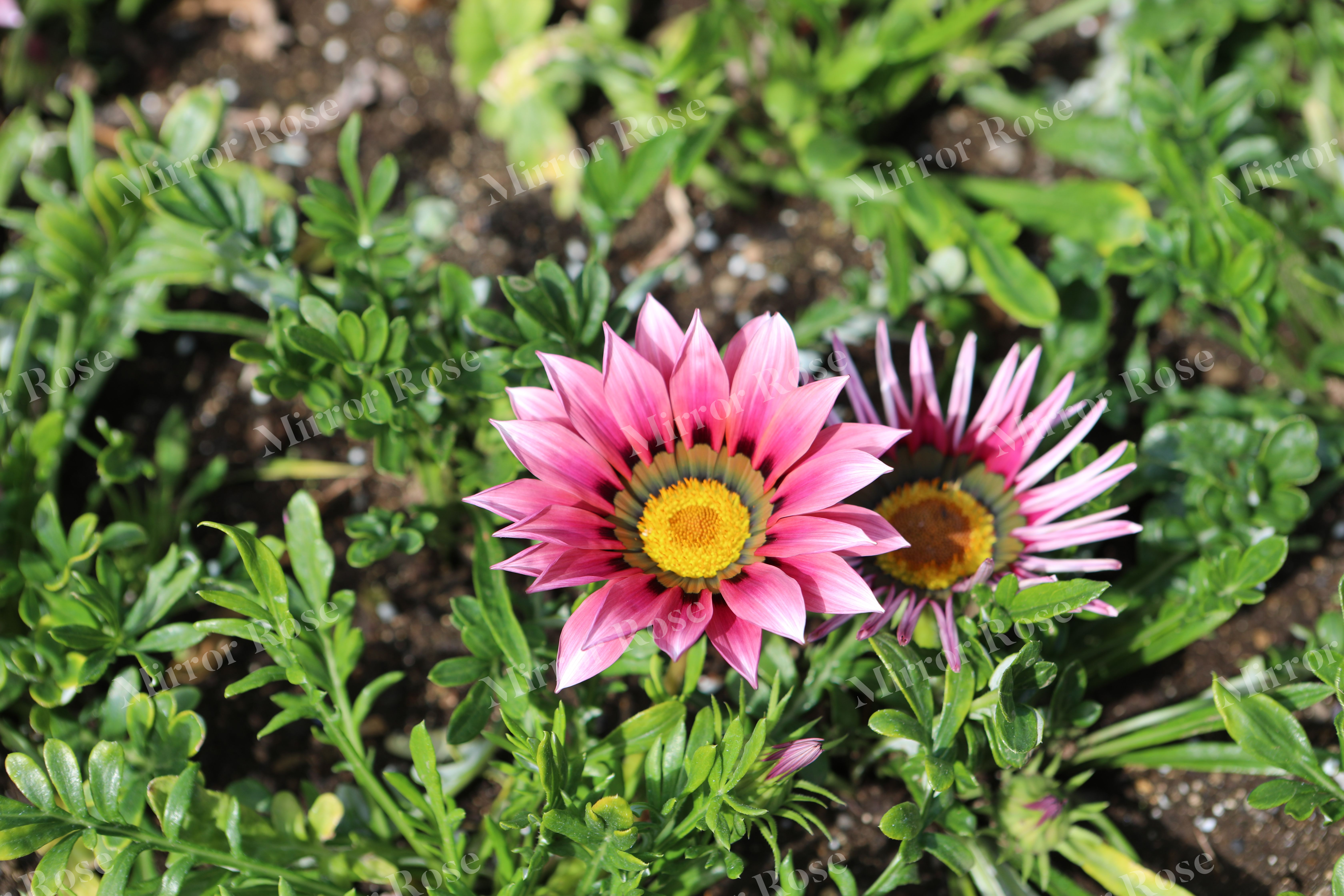vibrant nordic flora in bloom